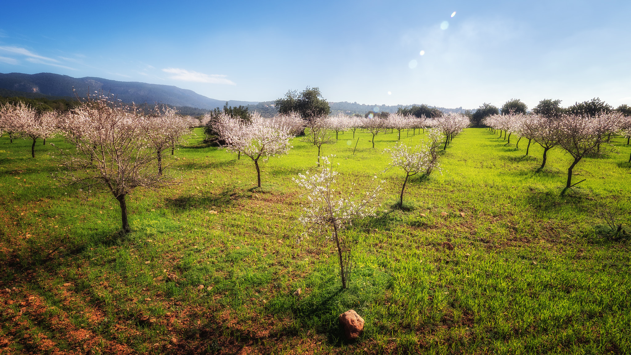 Olympus M.Zuiko Digital ED 7-14mm F2.8 PRO sample photo. Almond trees photography