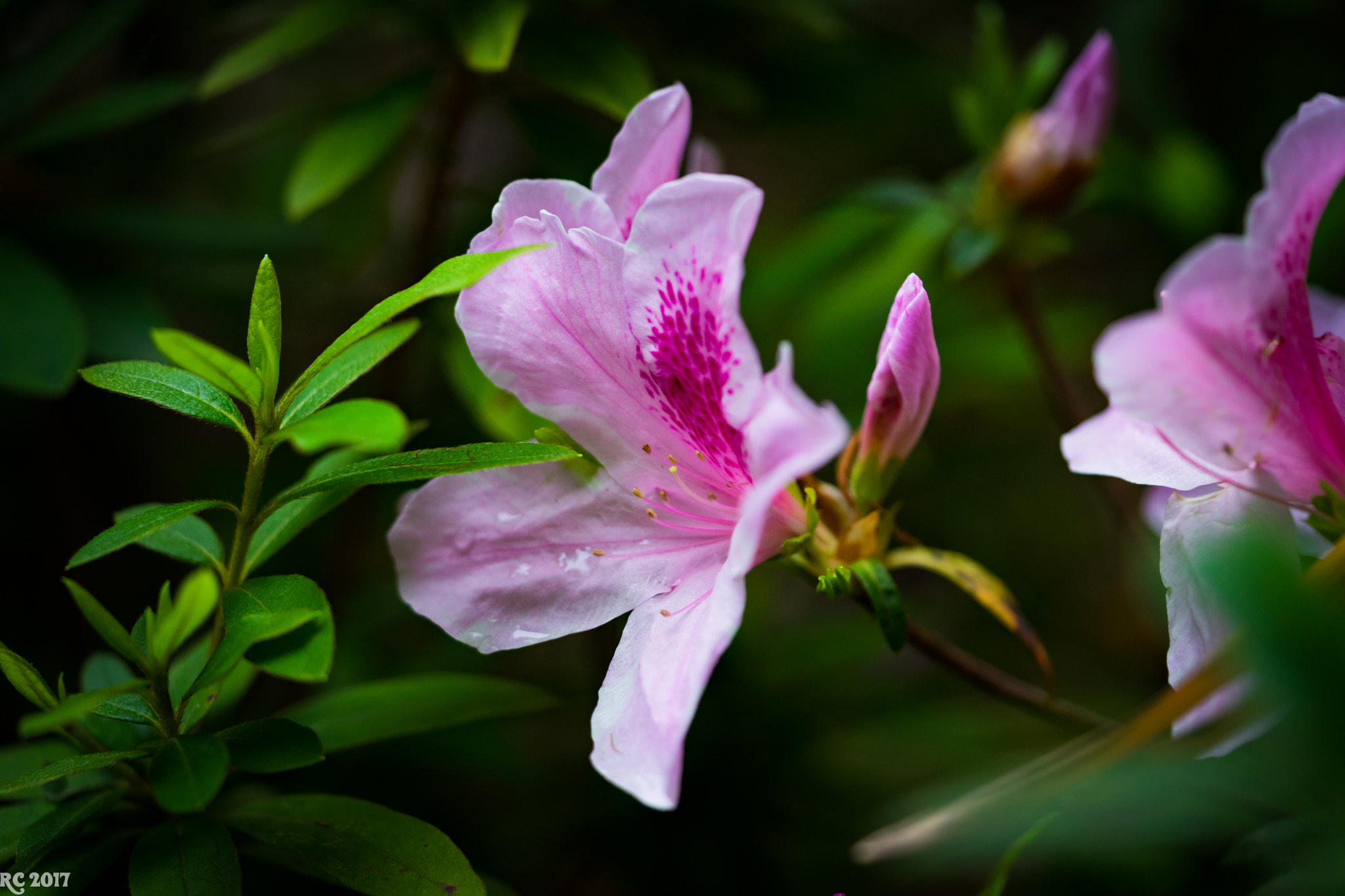 Sony a7 II sample photo. First flower shot photography