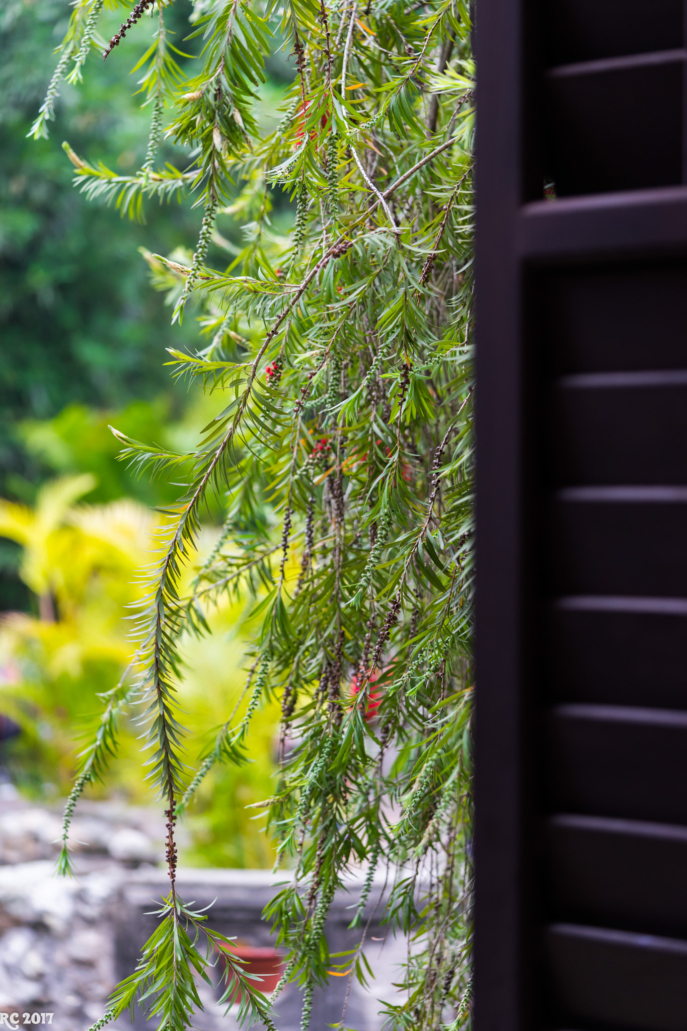 Sony a7 II + Sony FE 90mm F2.8 Macro G OSS sample photo. First flower shot photography