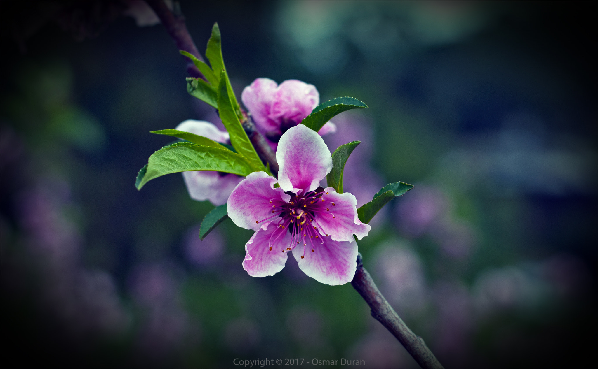 Nikon D200 + Nikon AF Nikkor 50mm F1.8D sample photo. Purple blossoms photography