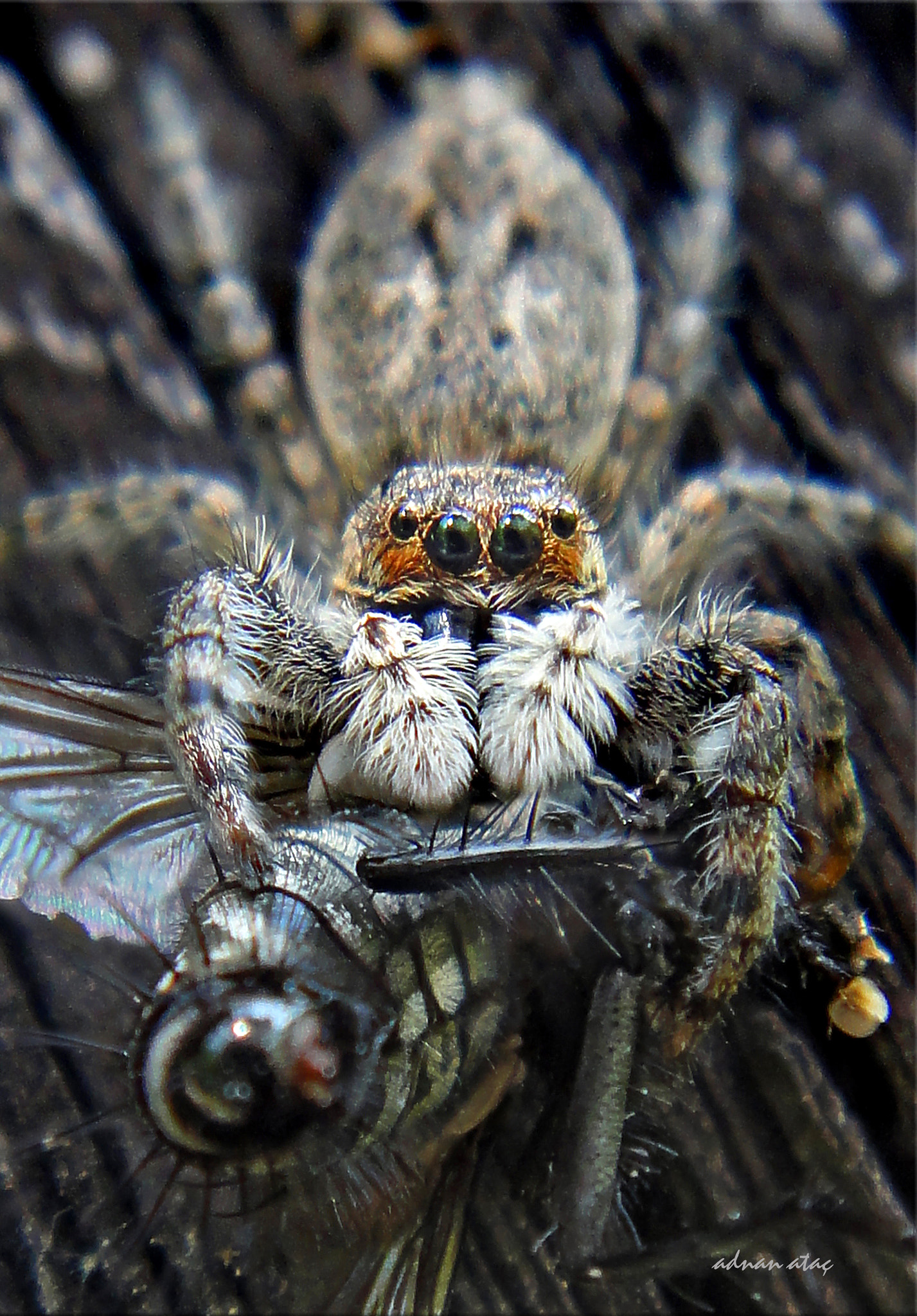 Sony DSC-TX9 sample photo. Sıçrayan örümcek (jumping spiders) - menemerus semilimbatus photography