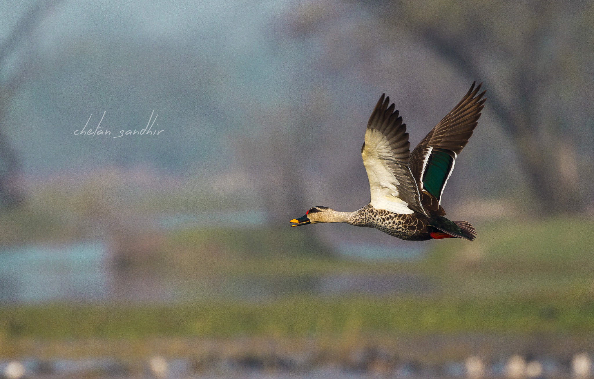 Canon EOS 7D + Canon EF 100-400mm F4.5-5.6L IS II USM sample photo. The spot-billed. photography