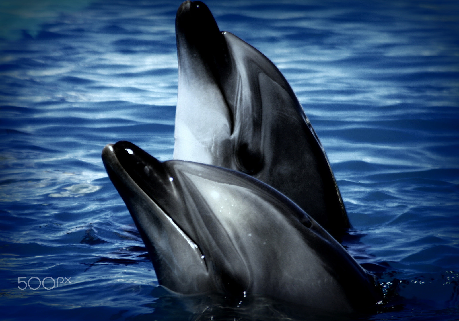 Canon EOS 400D (EOS Digital Rebel XTi / EOS Kiss Digital X) sample photo. Dolphin fun photography