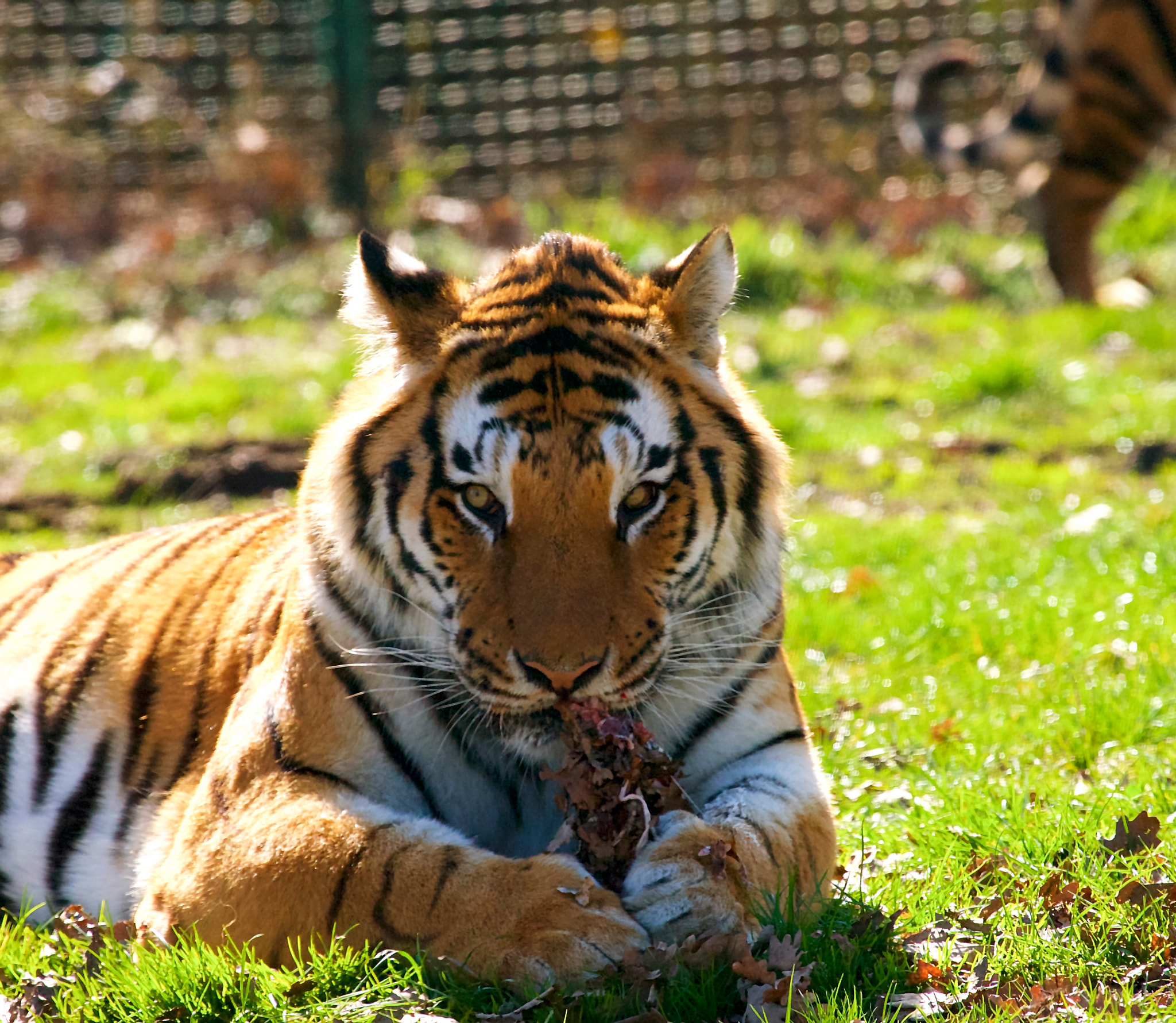 Canon EF 100-400mm F4.5-5.6L IS USM sample photo. Tigre photography