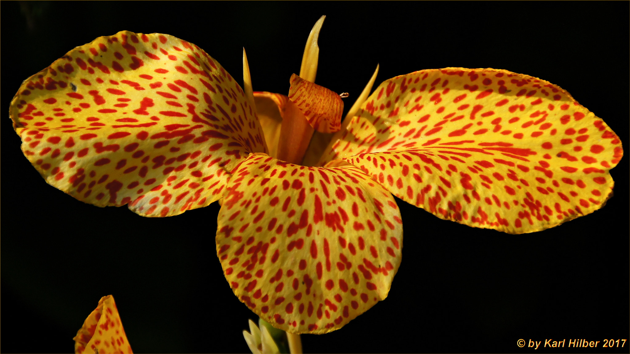 Sony SLT-A55 (SLT-A55V) sample photo. Gigant orchidee, dxo photography