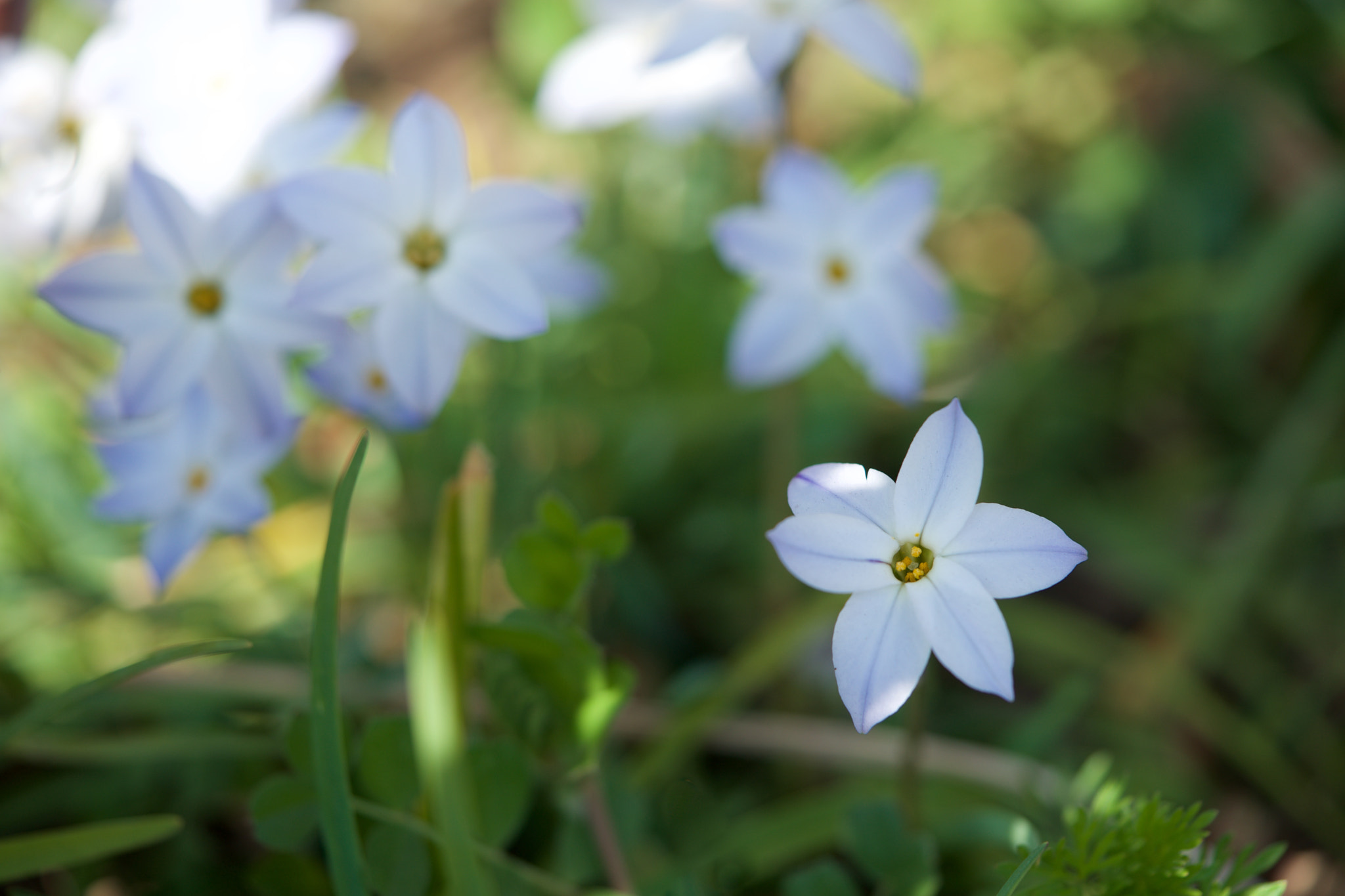 Sony a7 + Sony FE 90mm F2.8 Macro G OSS sample photo. Flowers 4628 photography