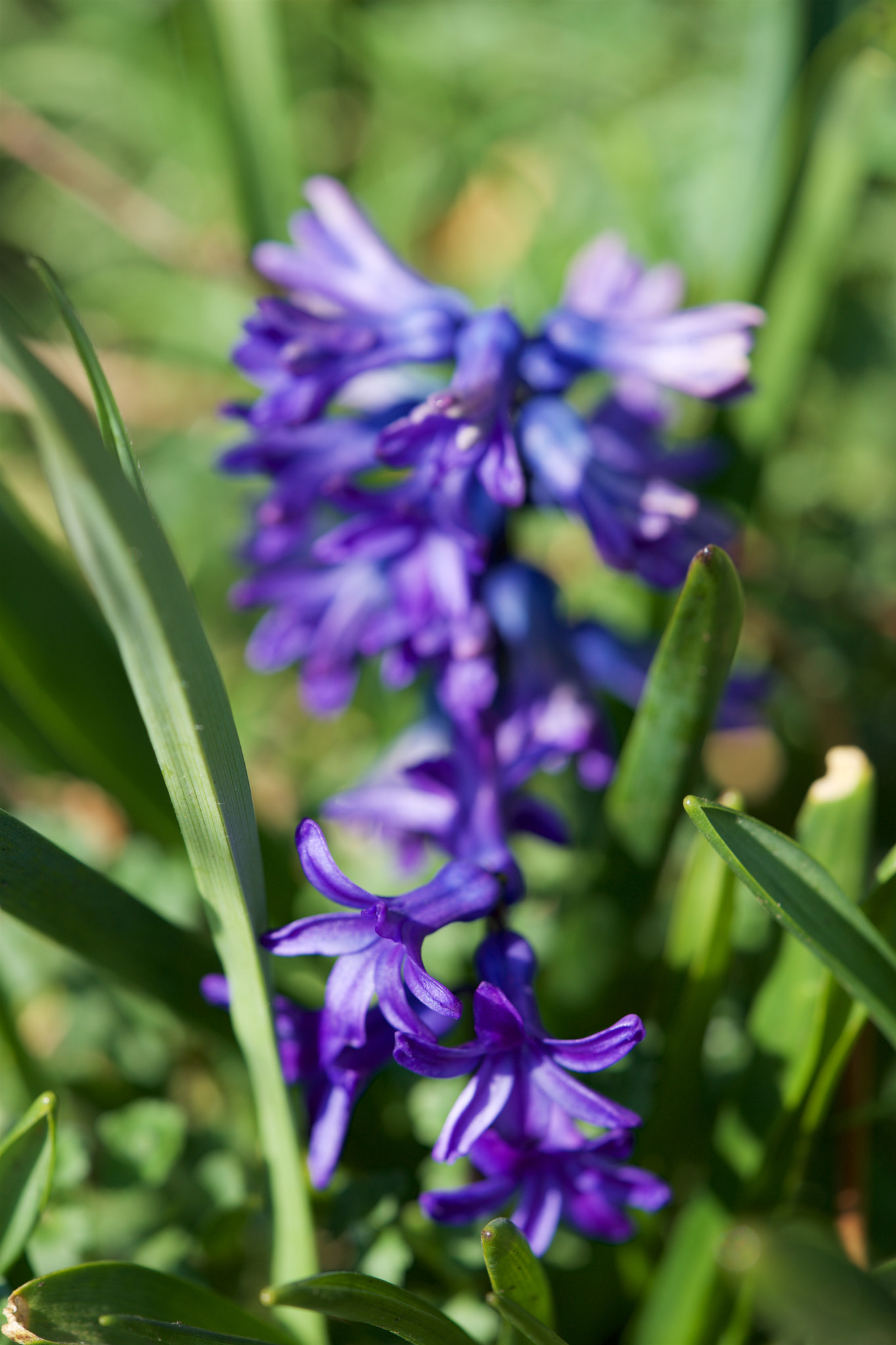 Sony a7 + Sony FE 90mm F2.8 Macro G OSS sample photo. Flowers 4629 photography