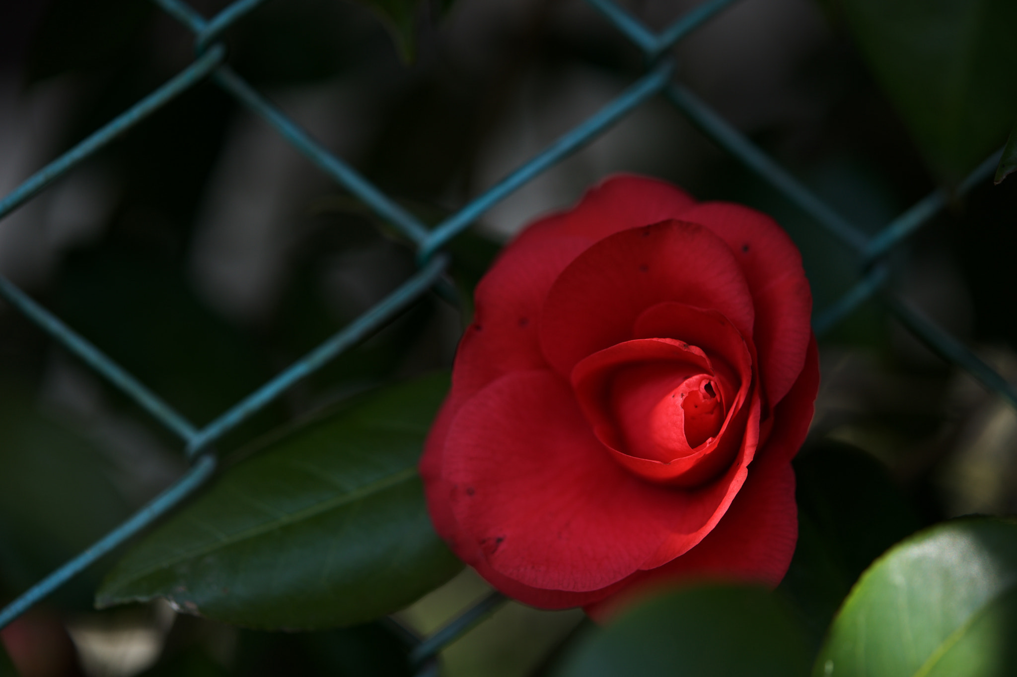 Sony a7 + Sony FE 90mm F2.8 Macro G OSS sample photo. Flowers 4630 photography