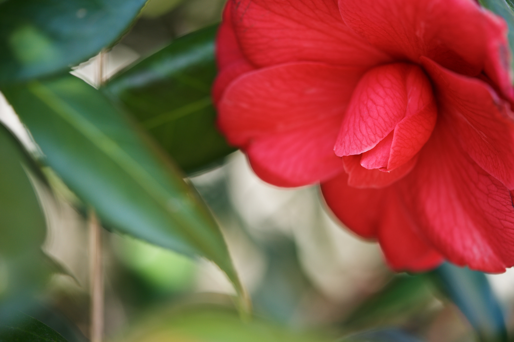 Sony a7 + Sony FE 90mm F2.8 Macro G OSS sample photo. Flowers 4631 photography