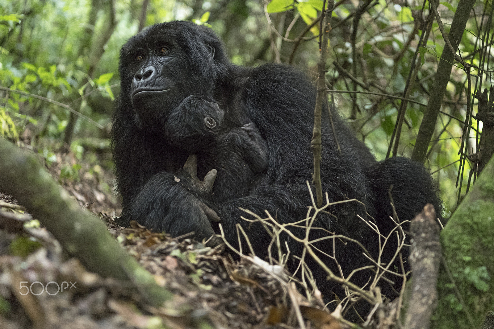 Nikon D5 sample photo. Mountain gorillas photography