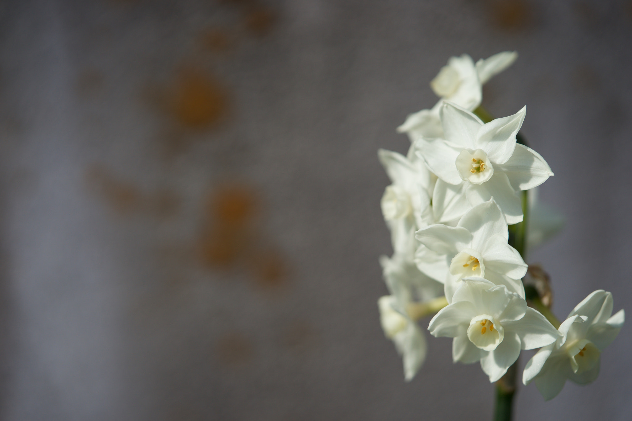 Sony a7 + Sony FE 90mm F2.8 Macro G OSS sample photo. Flowers 4632 photography