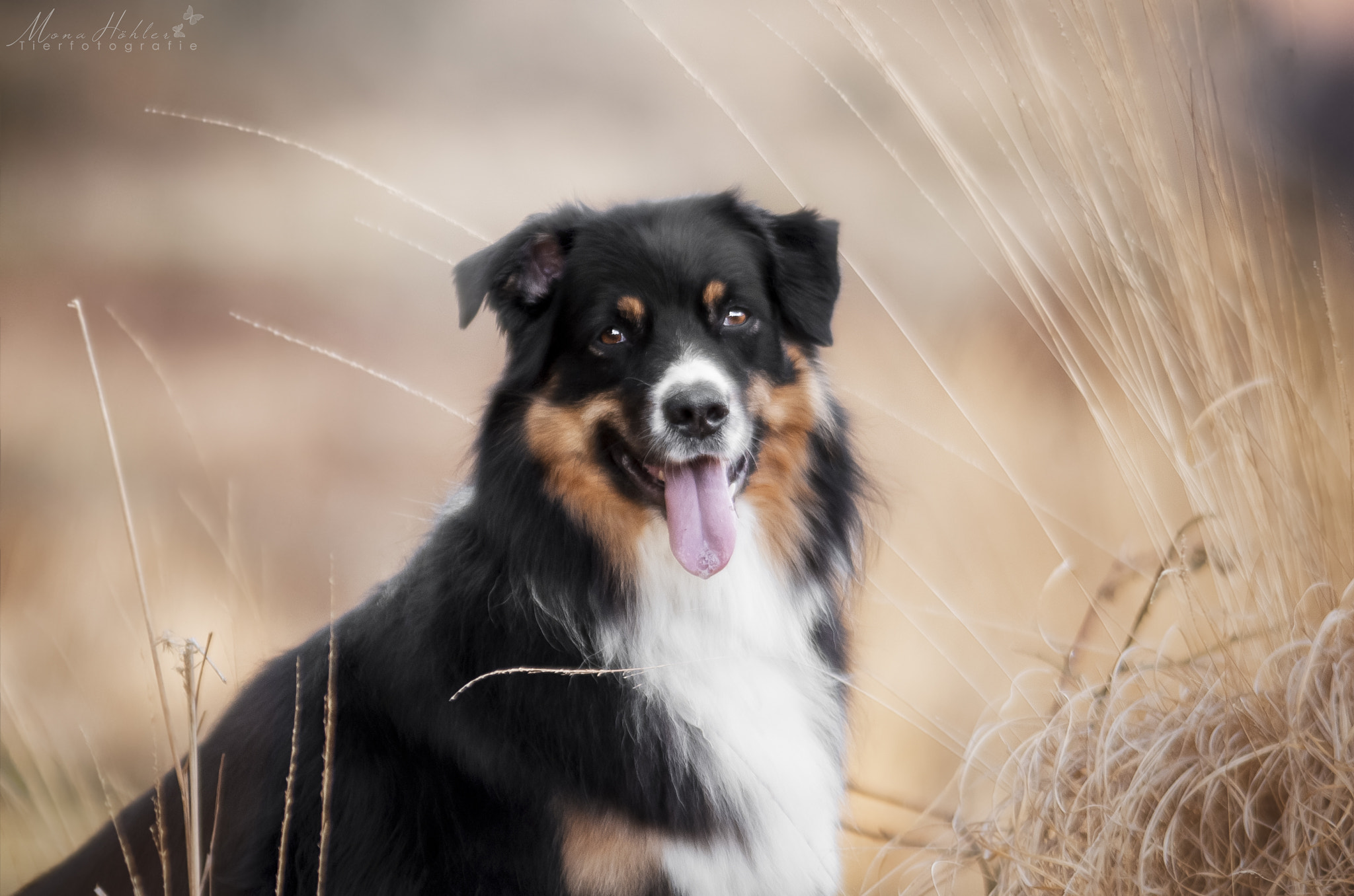 Nikon D3 + Nikon AF Nikkor 180mm F2.8D ED-IF sample photo. Koda photography