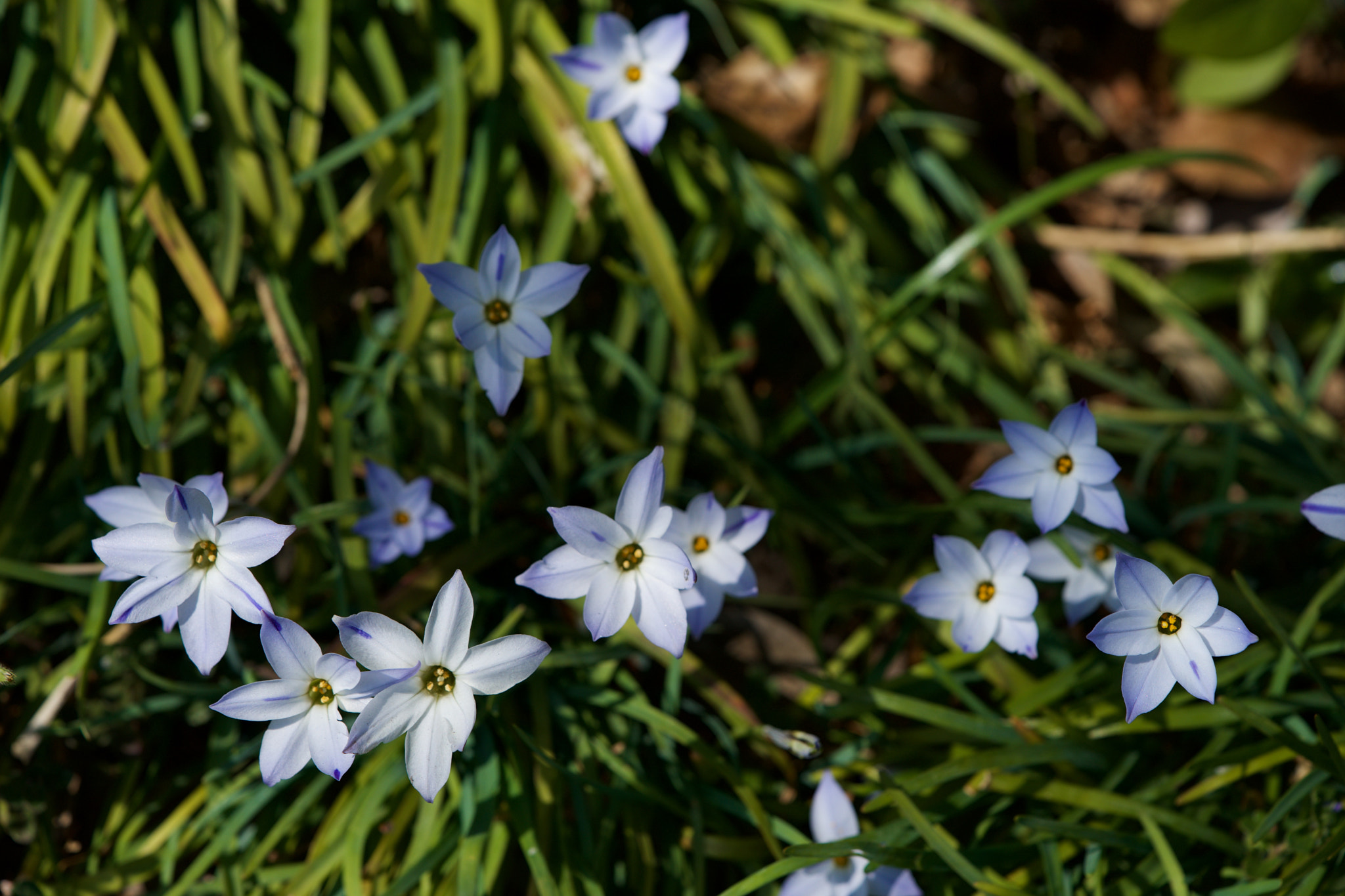 Sony FE 90mm F2.8 Macro G OSS sample photo. Flowers 4633 photography