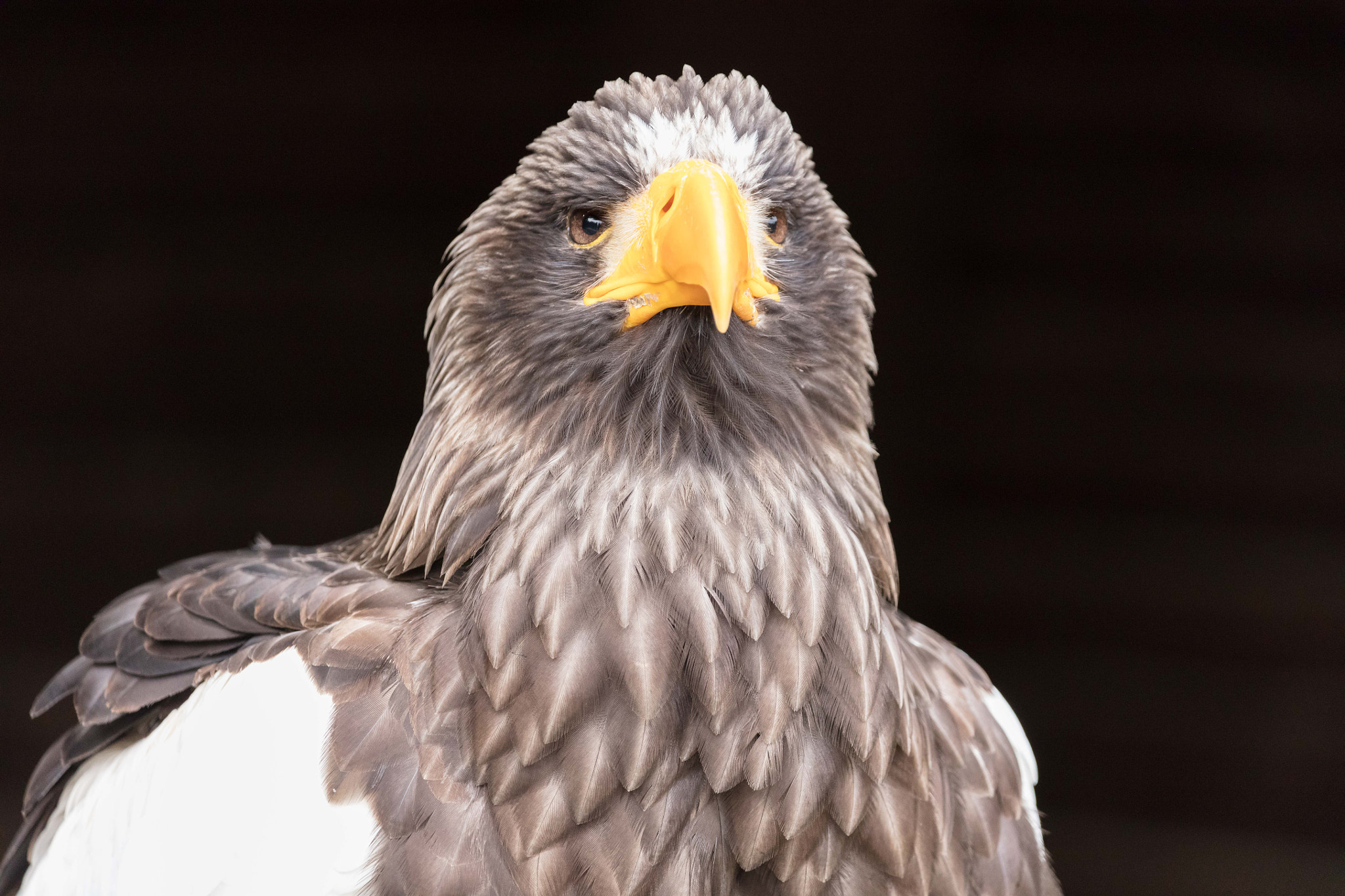 150-600mm F5-6.3 DG OS HSM | Contemporary 015 sample photo. Eagle photography