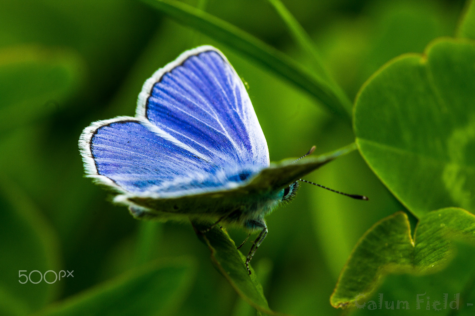 Sigma 150mm f/2.8 EX DG OS HSM APO Macro sample photo. The butterfly photography