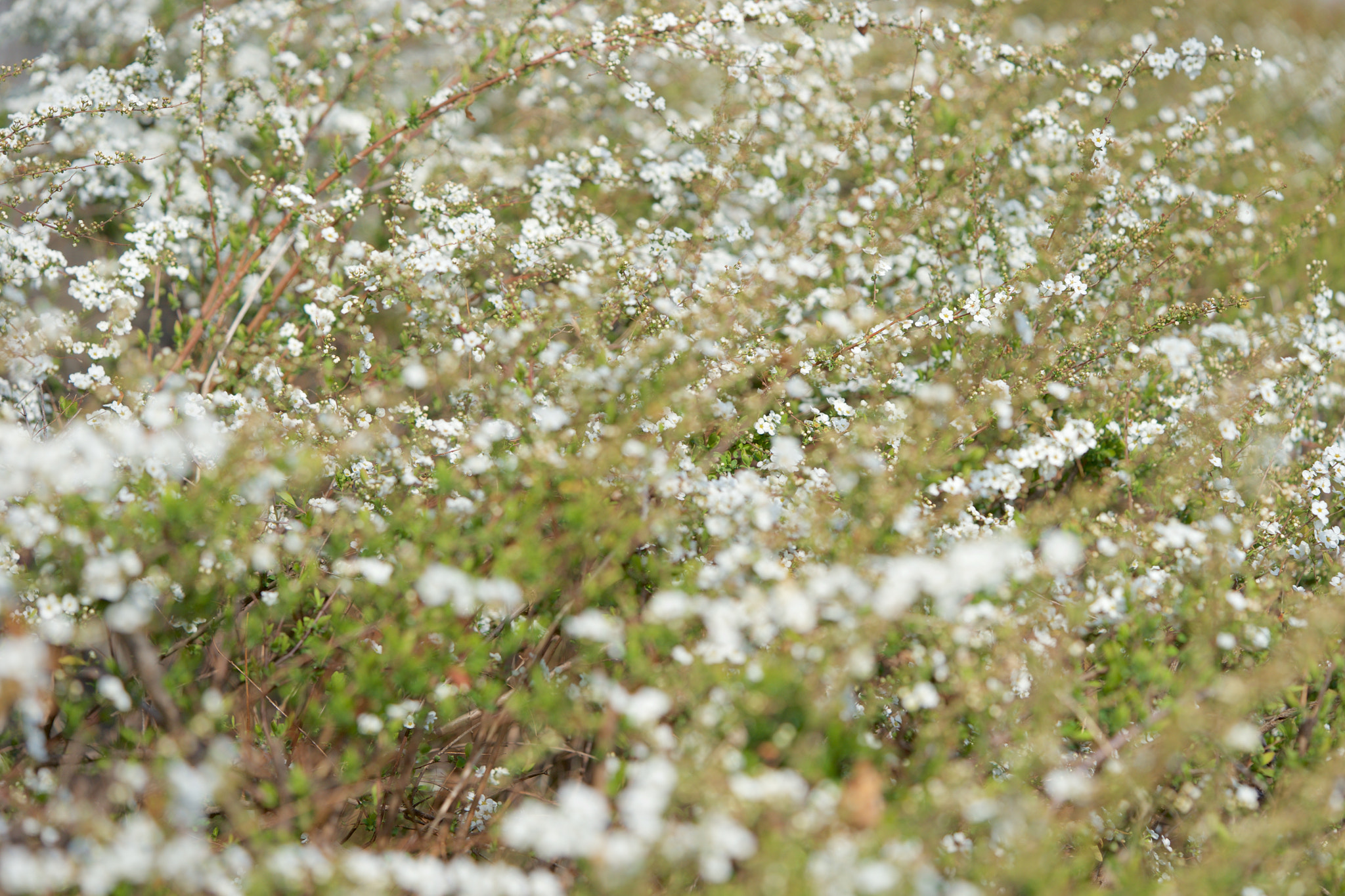 Sony a7 + Sony FE 90mm F2.8 Macro G OSS sample photo. Flowers 4634 photography