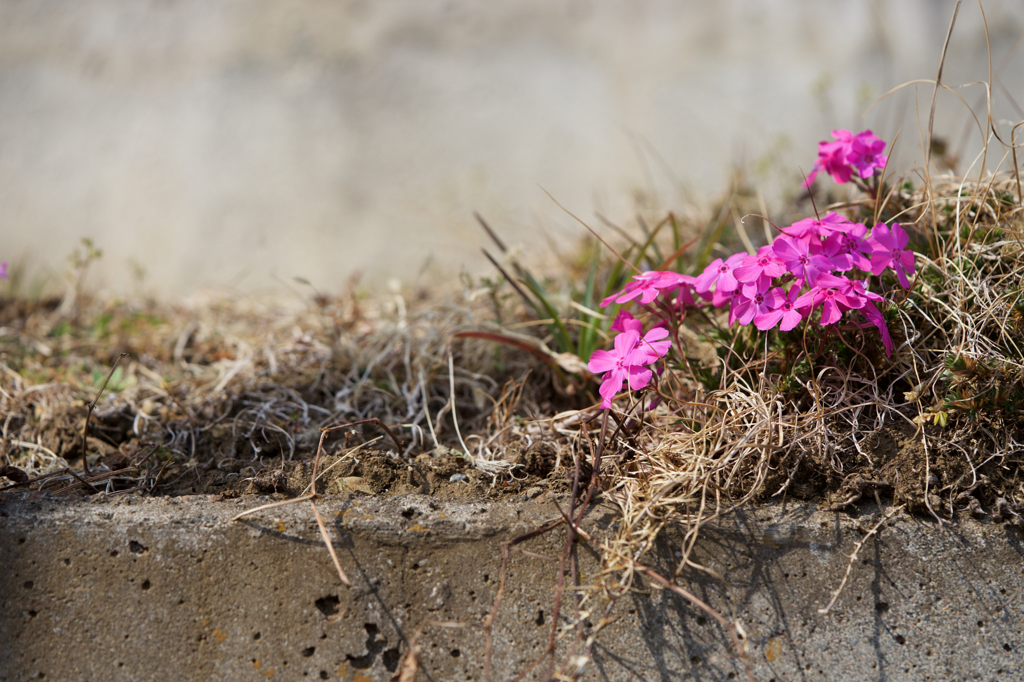 Sony a7 + Sony FE 90mm F2.8 Macro G OSS sample photo. Flowers 4635 photography