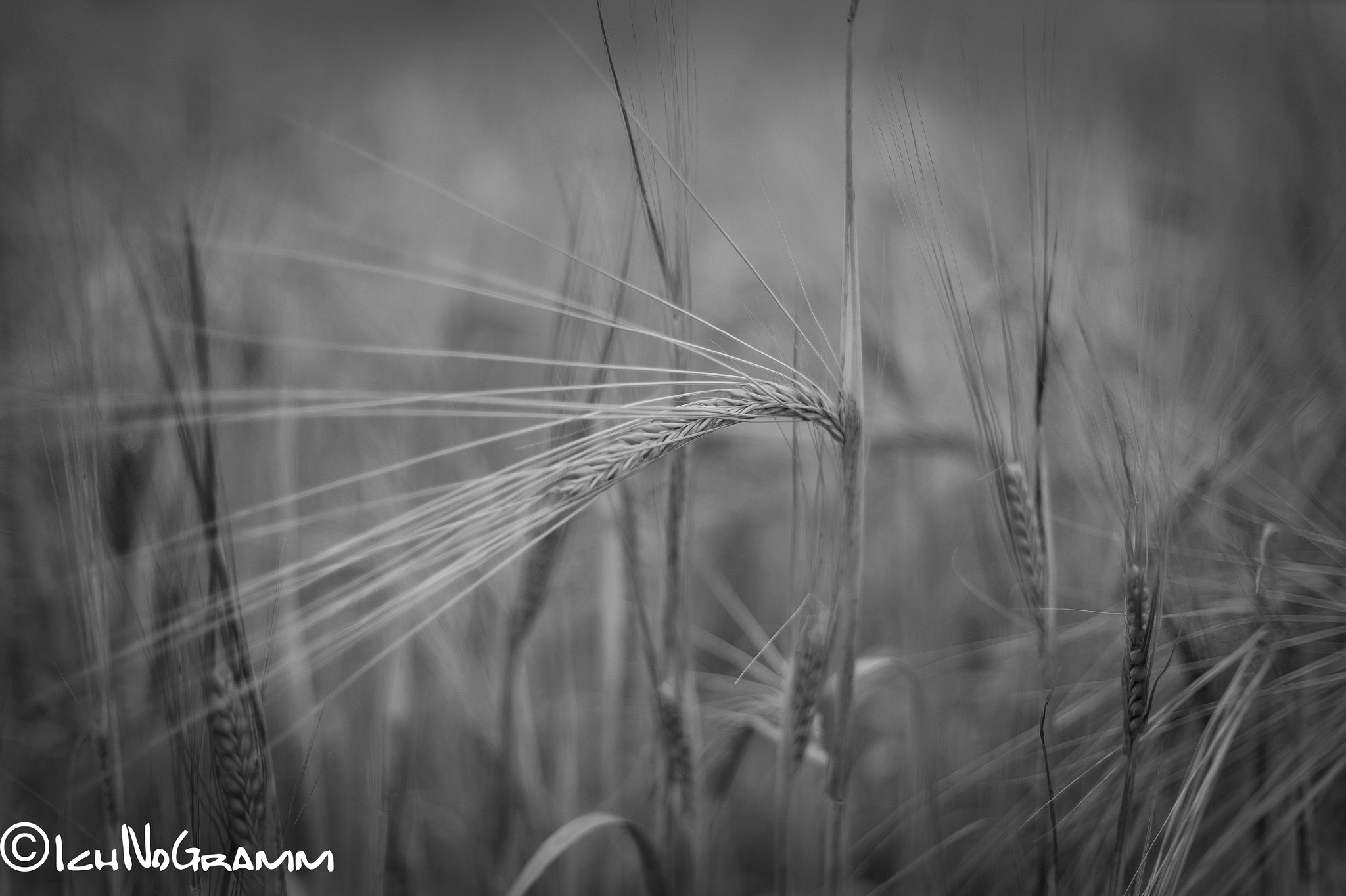 Canon EOS 5D sample photo. Corn in the wind photography