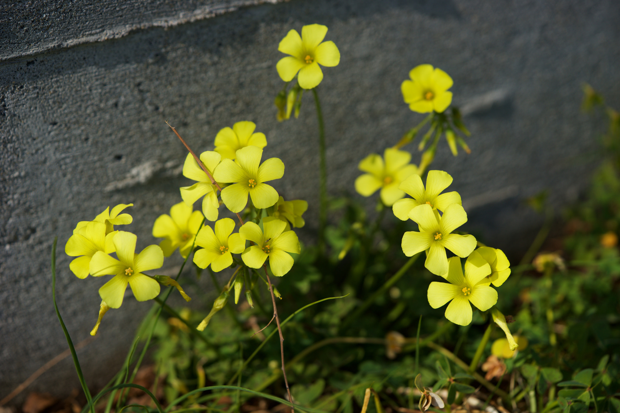 Sony a7 sample photo. Flowers 4637 photography