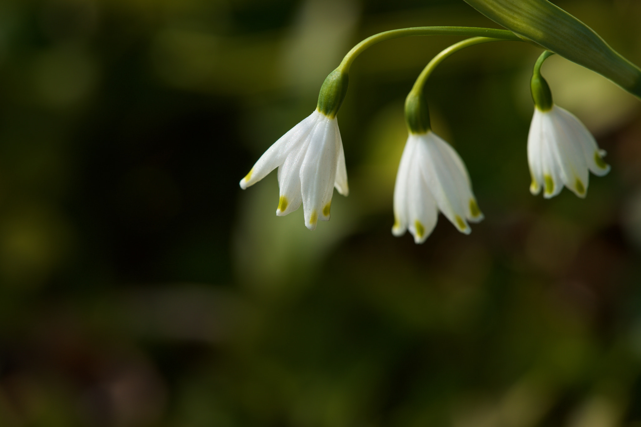 Sony a7 + Sony FE 90mm F2.8 Macro G OSS sample photo. Flowers 4638 photography