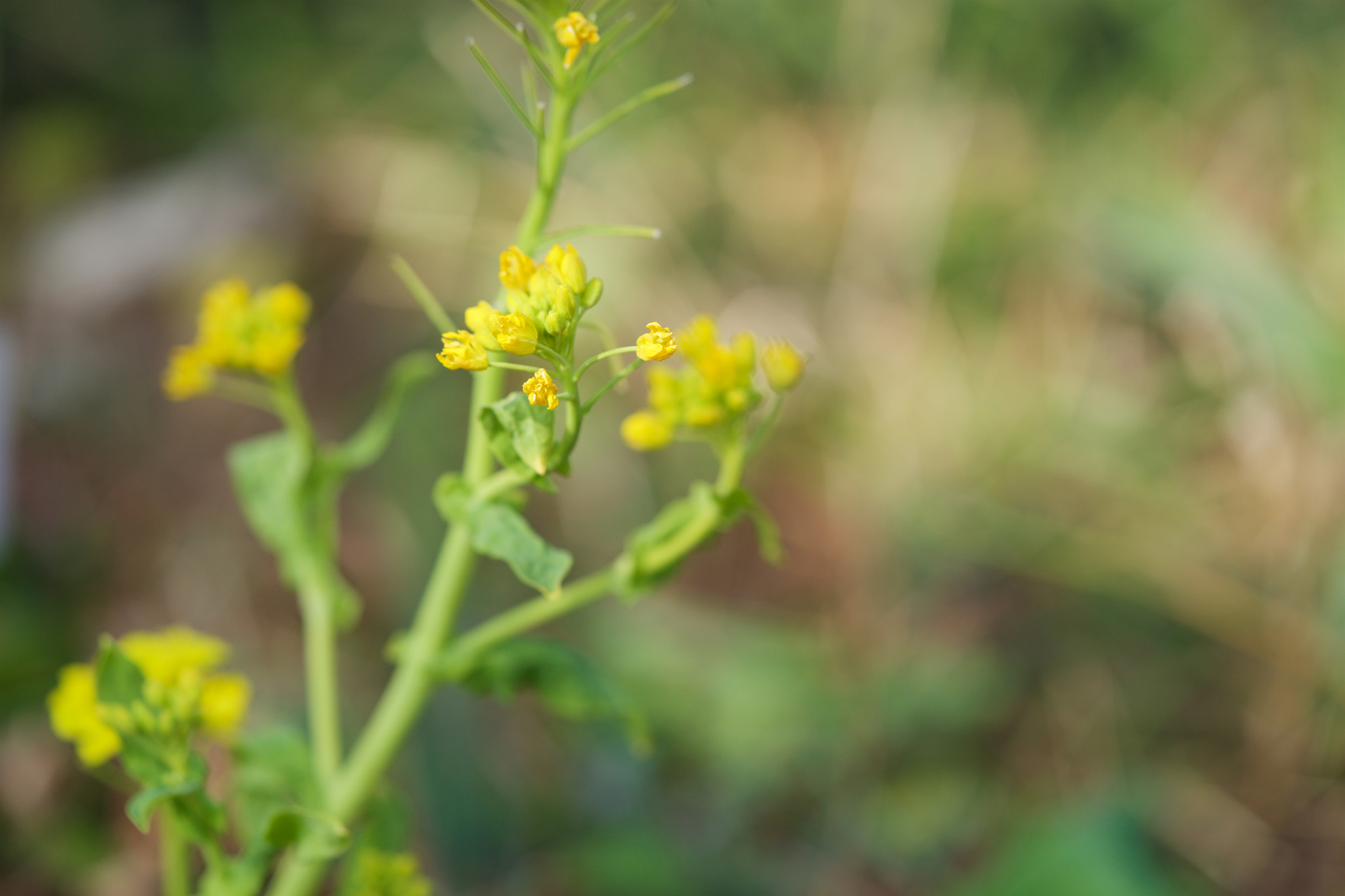 Sony a7 + Sony FE 90mm F2.8 Macro G OSS sample photo. Flowers 4639 photography