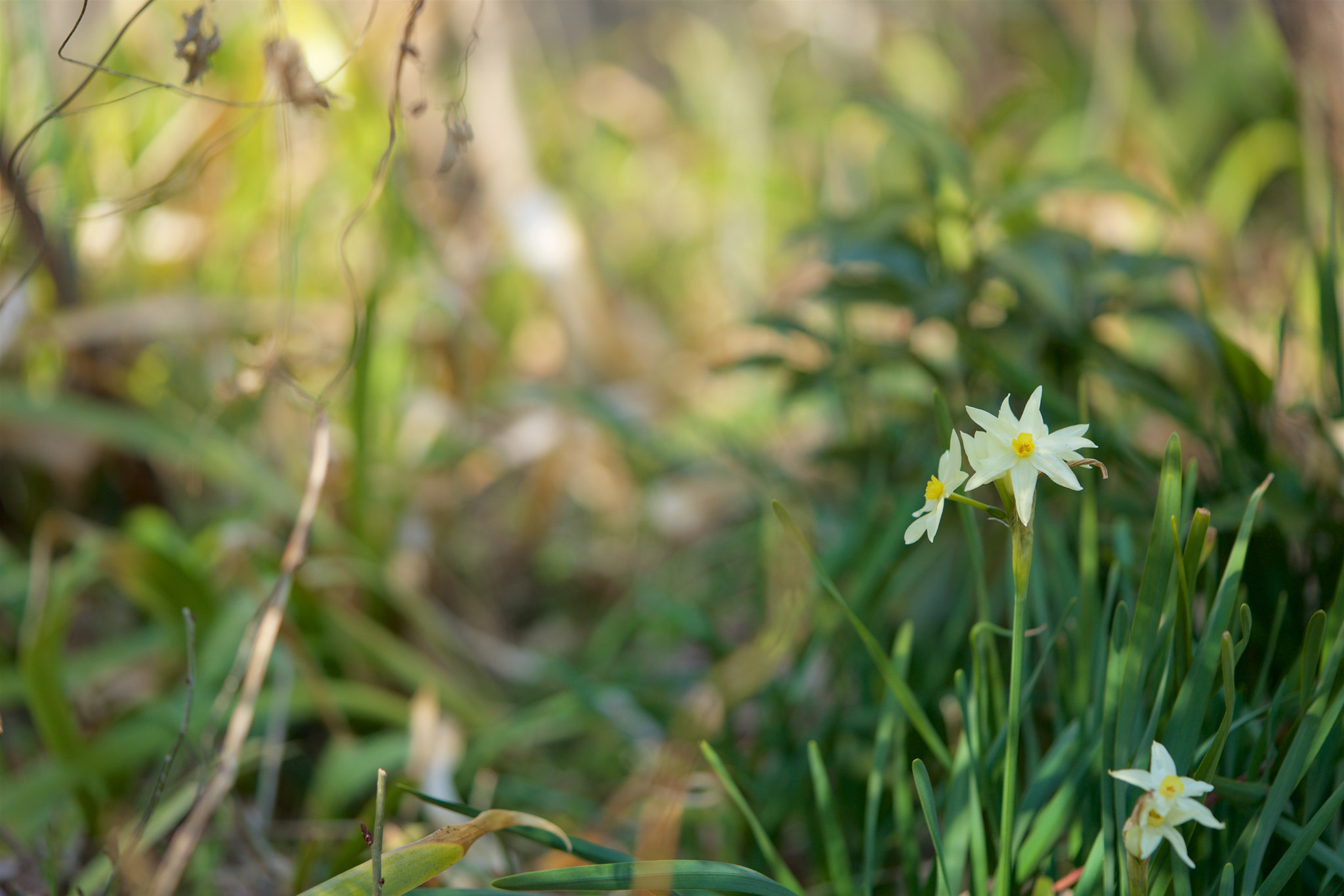 Sony a7 + Sony FE 90mm F2.8 Macro G OSS sample photo. Flowers 4640 photography