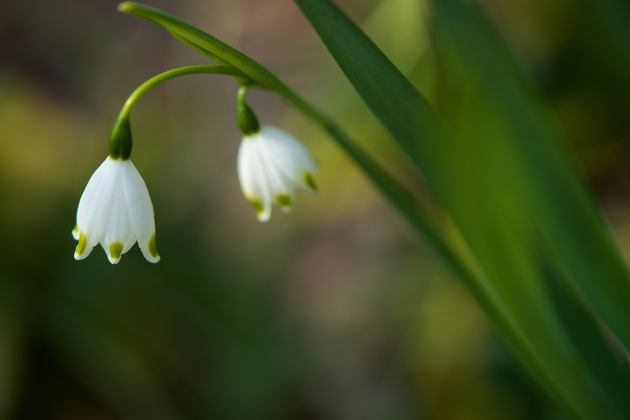 Sony FE 90mm F2.8 Macro G OSS sample photo. Flowers 4641 photography
