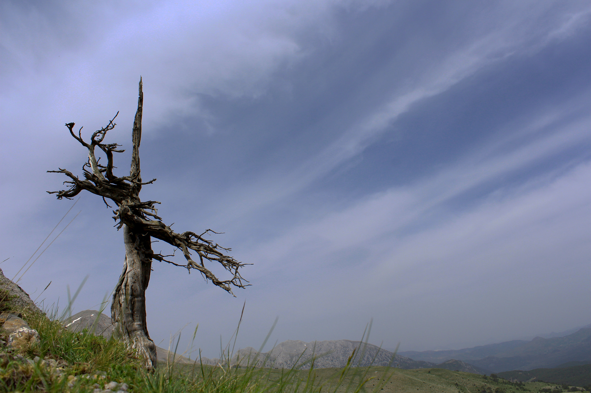 Canon EOS 650D (EOS Rebel T4i / EOS Kiss X6i) sample photo. Alone tree photography