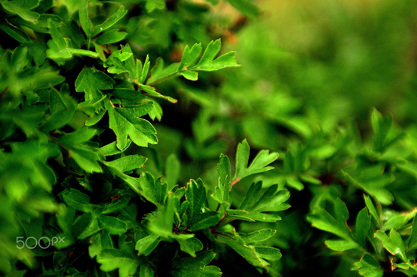 Nikon AF-S Nikkor 24-70mm F2.8G ED sample photo. Freshness photography