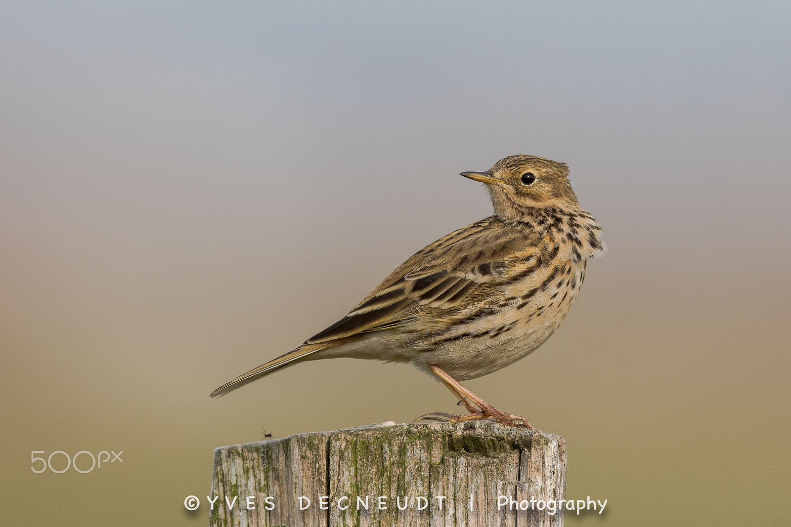 Canon EF 500mm F4L IS II USM sample photo. Meadow pipit photography