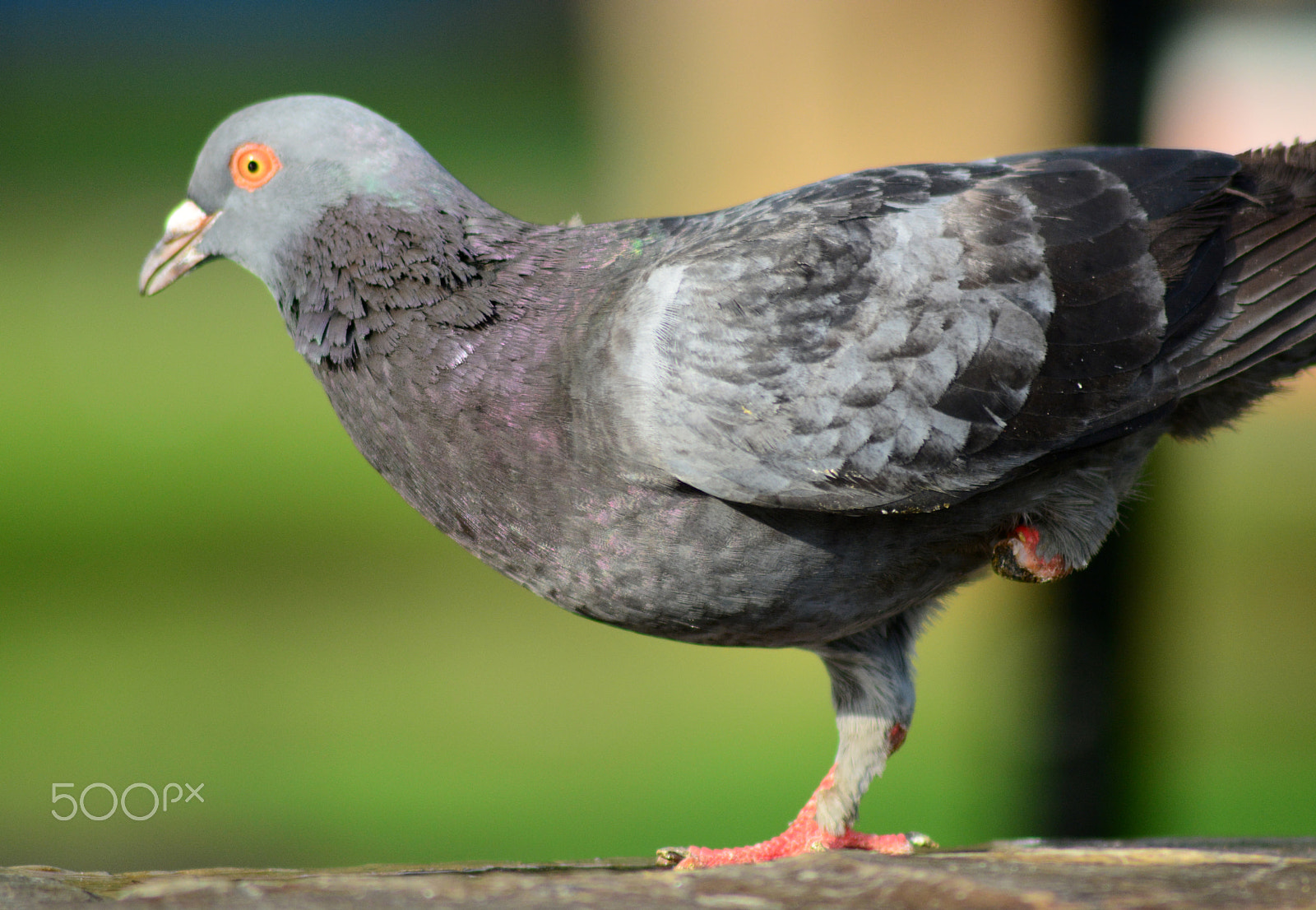 Nikon D5200 + Nikon AF Nikkor 14mm F2.8D ED sample photo. One leg survivor photography
