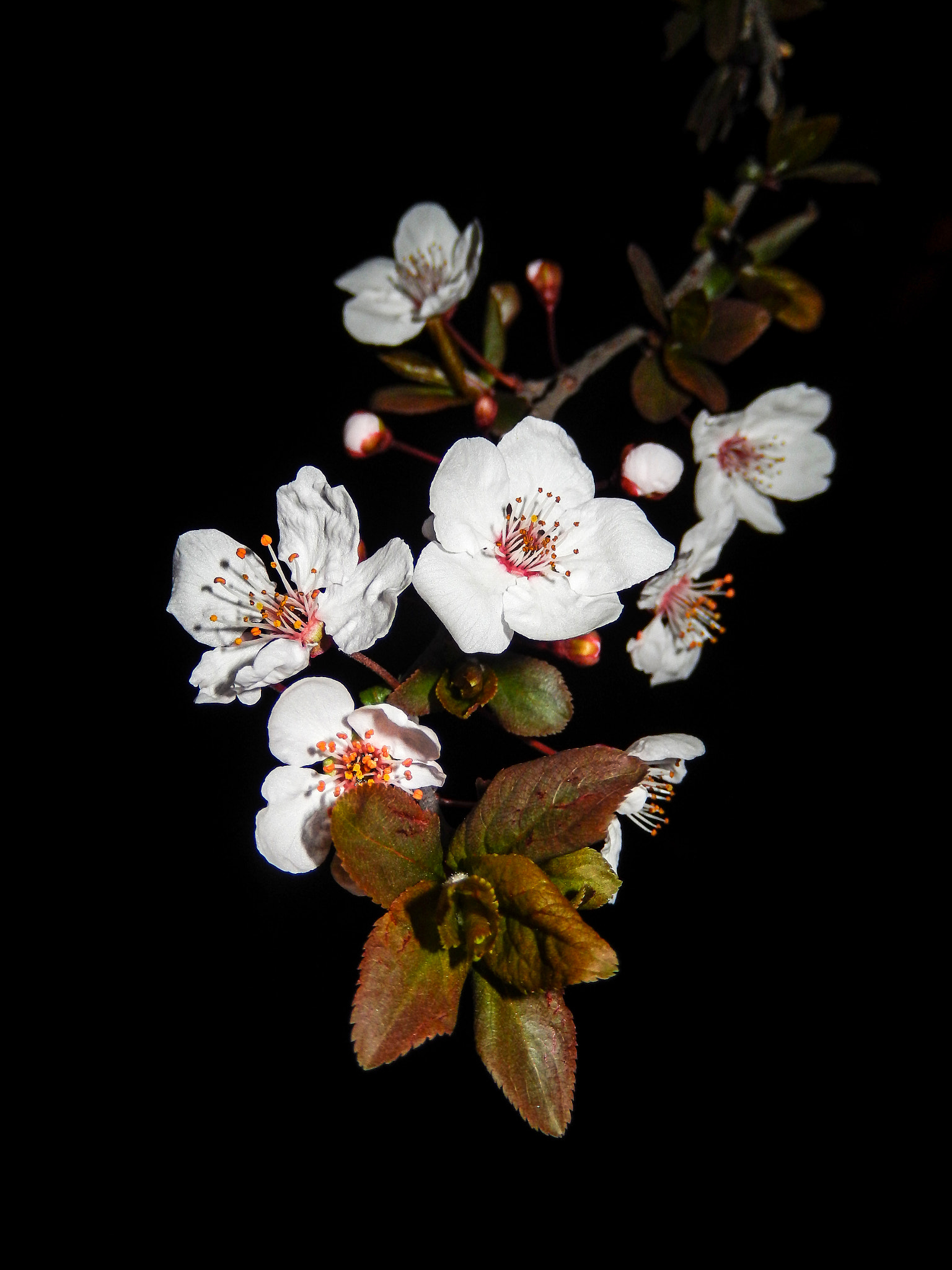 Nikon COOLPIX S9400 sample photo. Spring's coming ⅱ photography