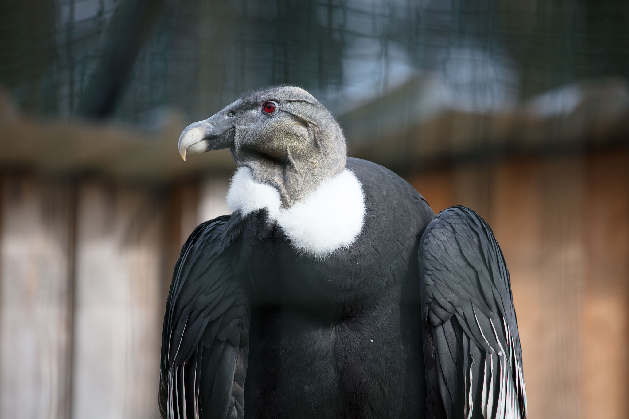 150-600mm F5-6.3 DG OS HSM | Contemporary 015 sample photo. Andean condor photography