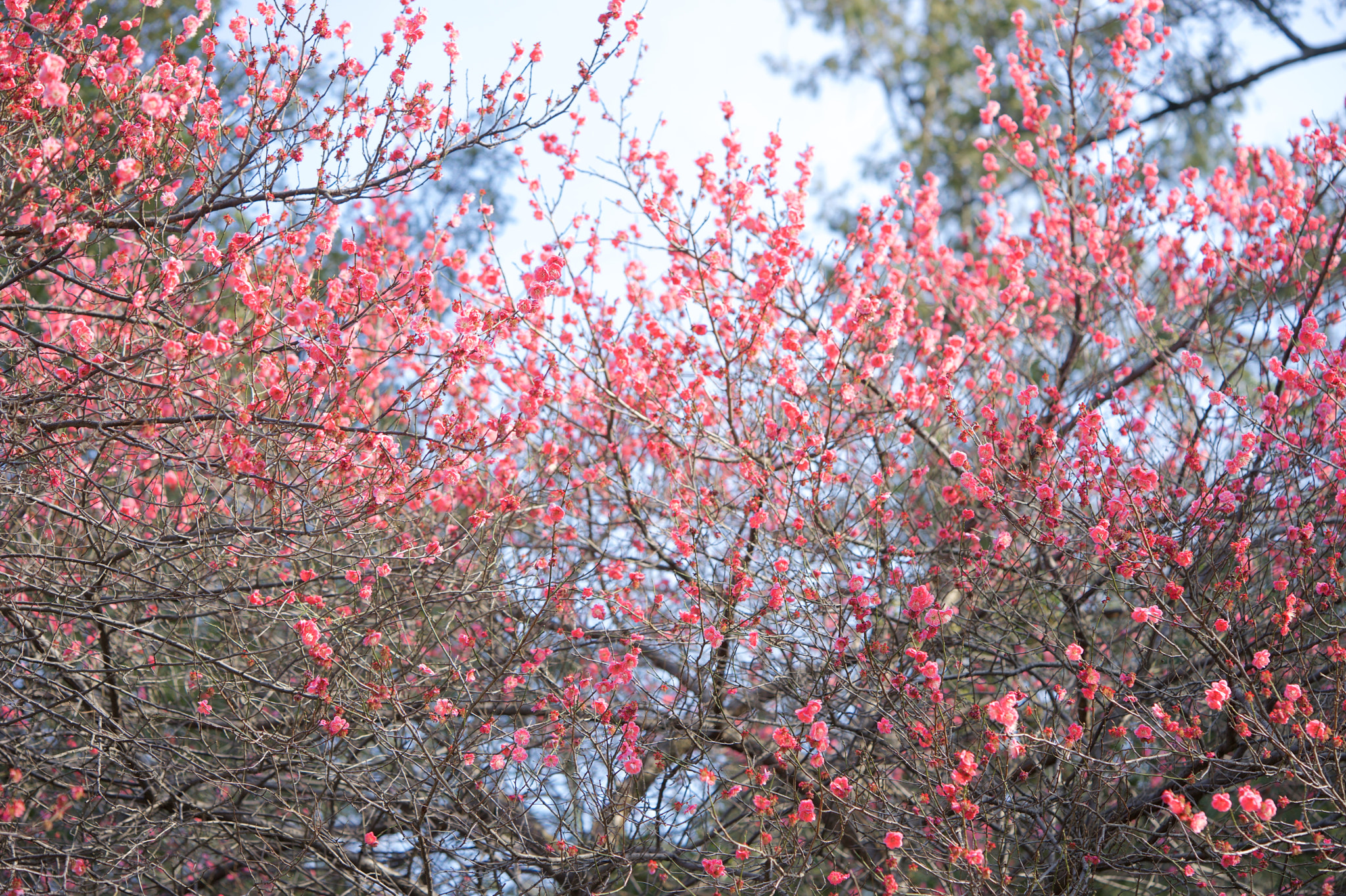 Sony a7 + Sony FE 90mm F2.8 Macro G OSS sample photo. Flowers 4645 photography