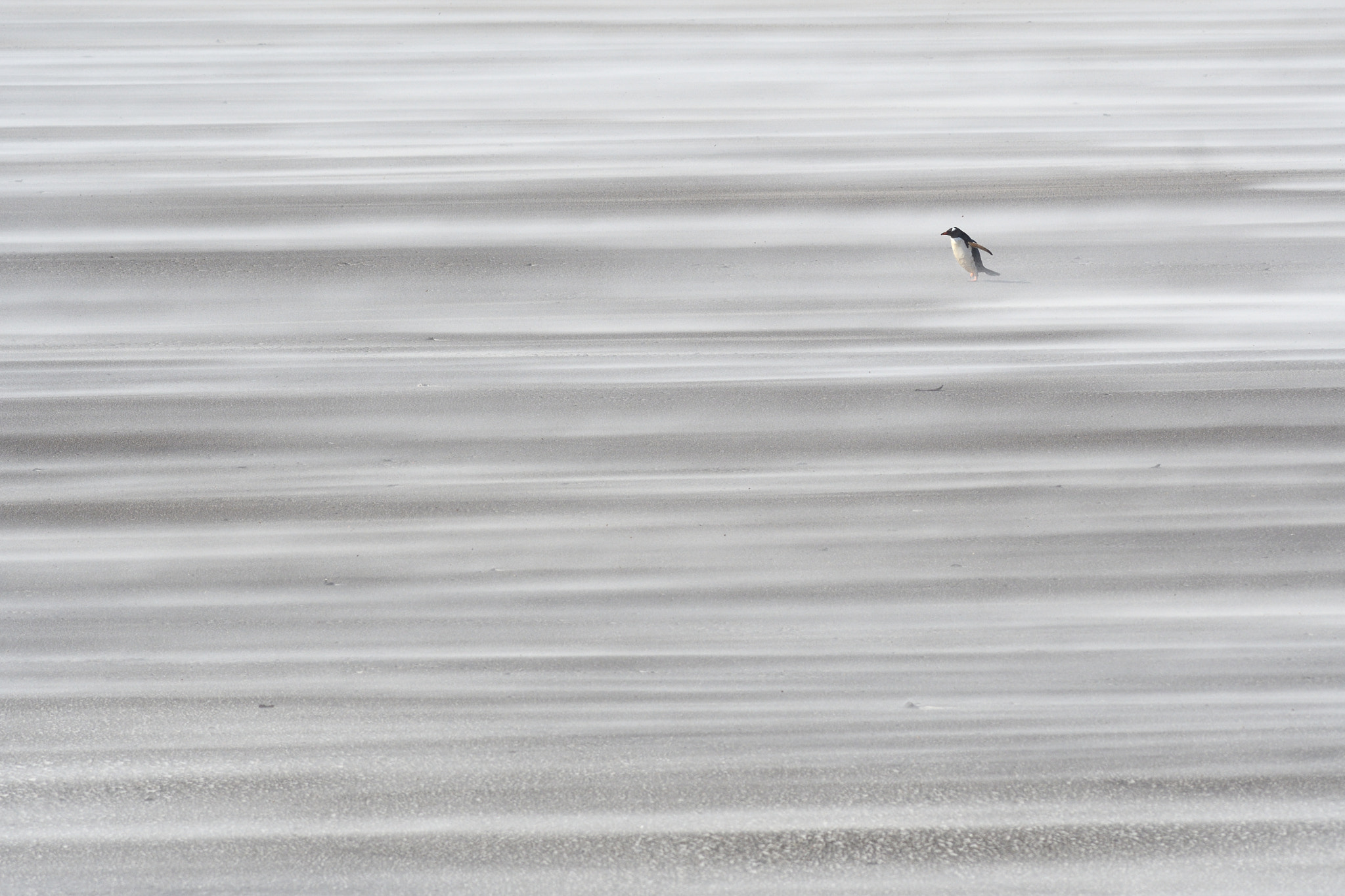 Nikon AF-S Nikkor 300mm F2.8G ED VR II sample photo. Long way home photography