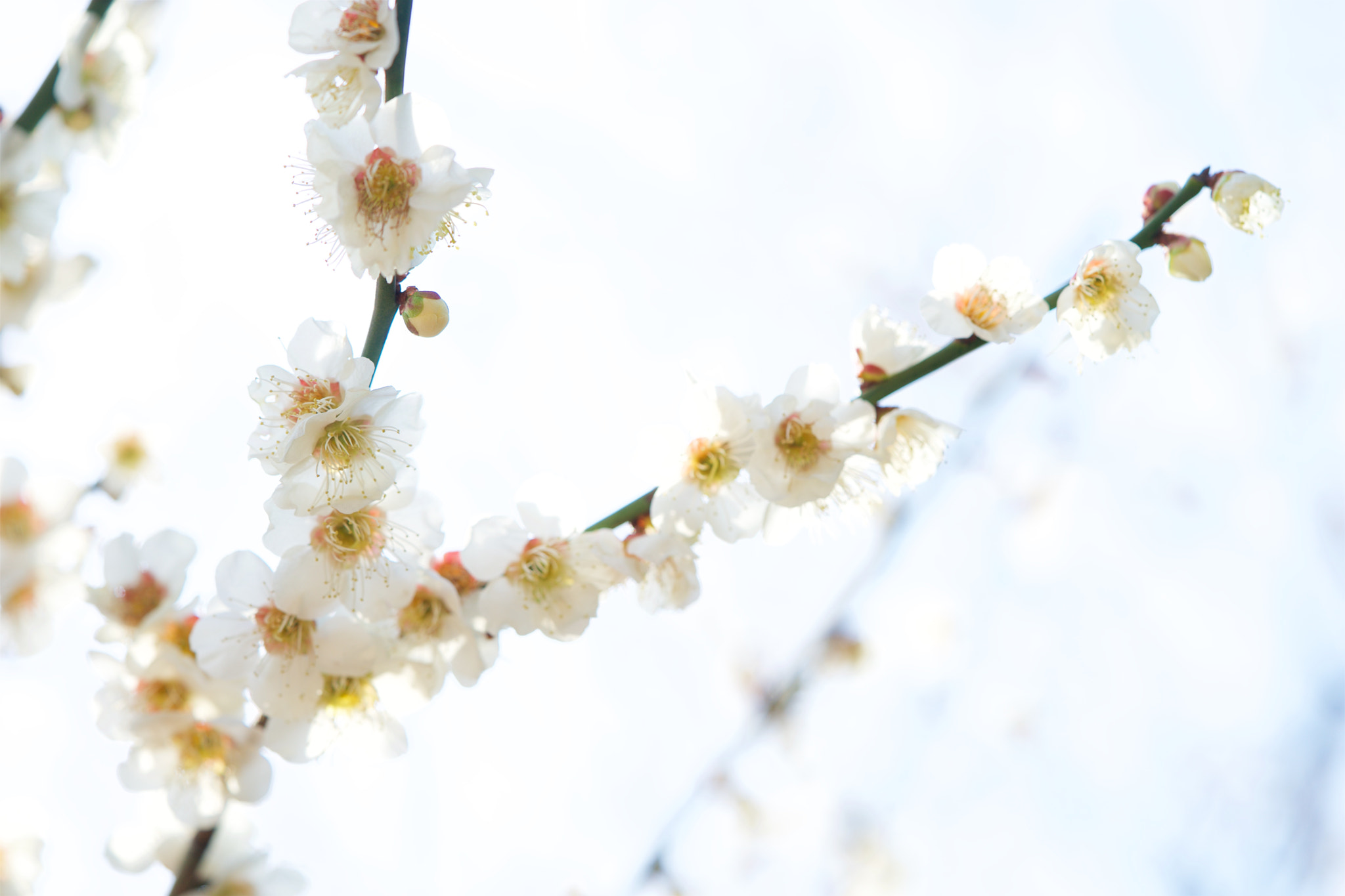 Sony a7 + Sony FE 90mm F2.8 Macro G OSS sample photo. Flowers 4648 photography