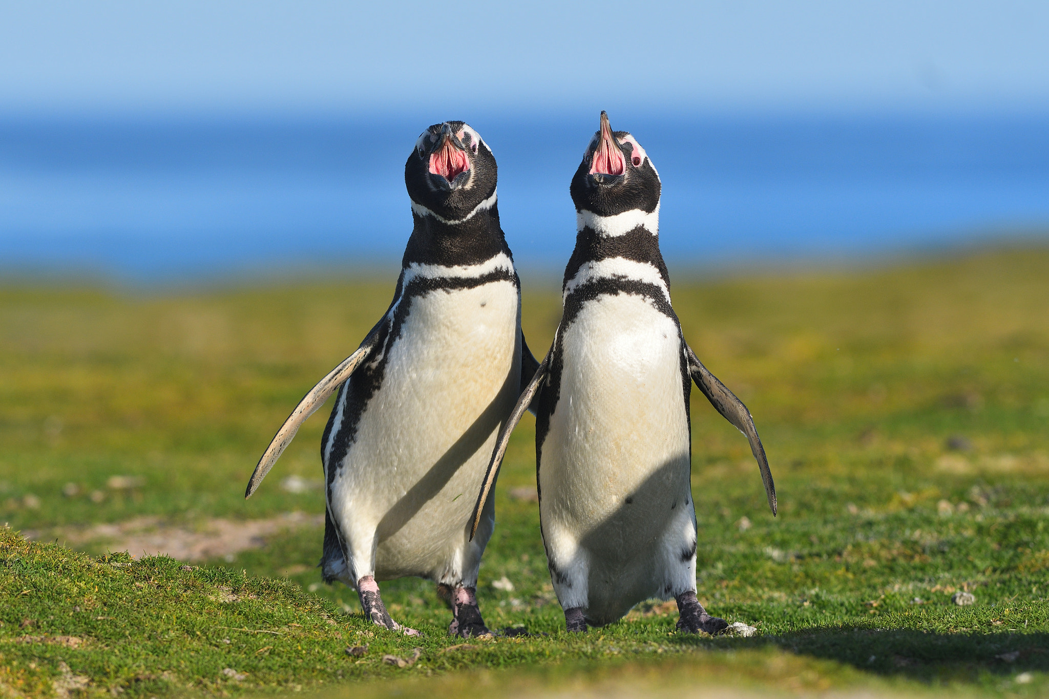Nikon AF-S Nikkor 300mm F2.8G ED VR II sample photo. The voice of falklands photography