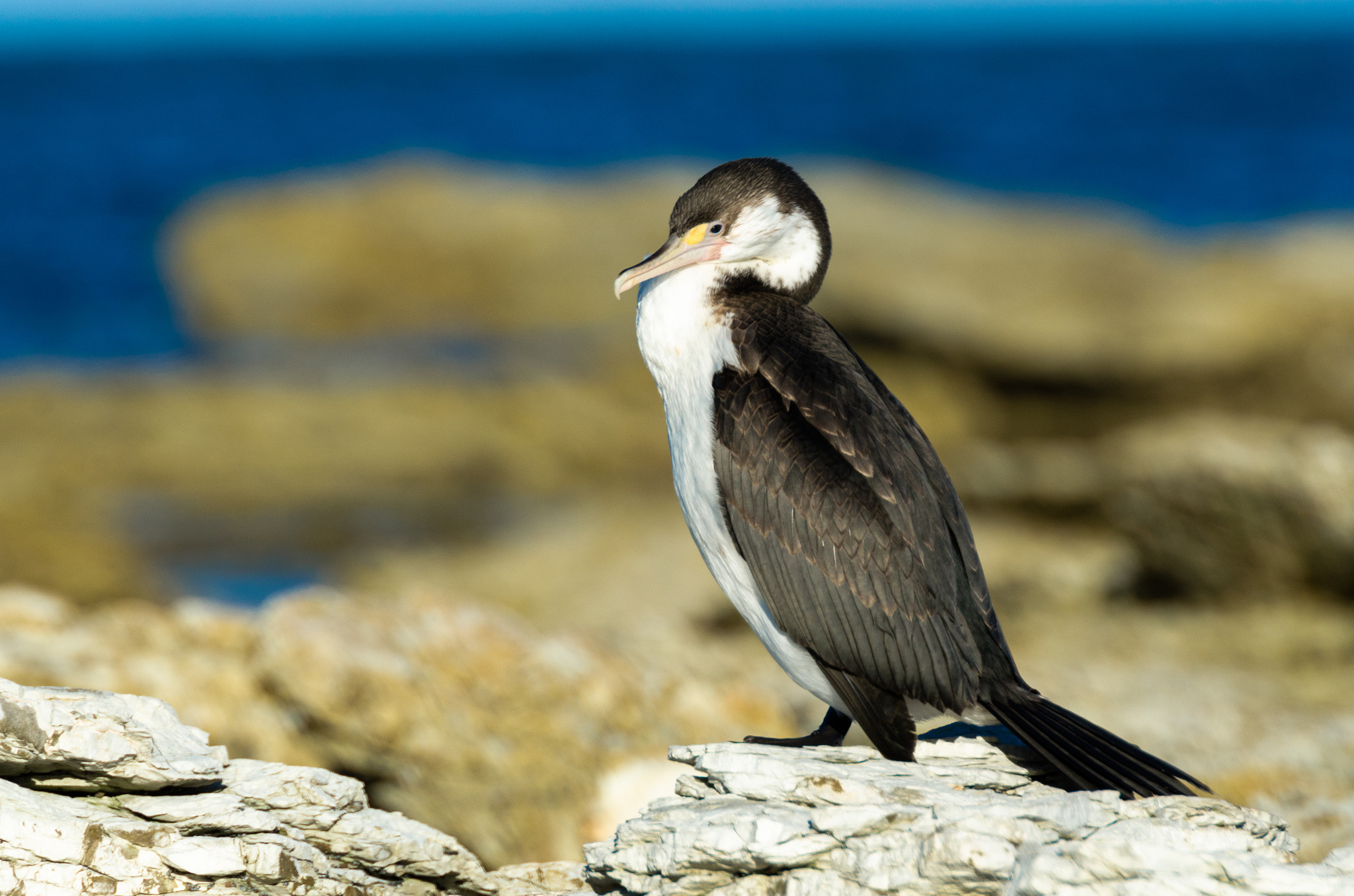 Nikon AF-S Nikkor 70-200mm F2.8G ED VR II sample photo. Sea bird photography