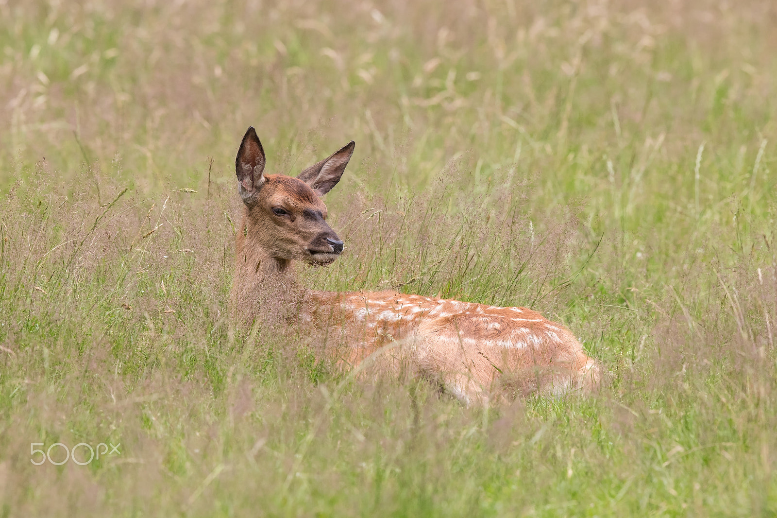 Canon EF 600mm F4L IS II USM sample photo. Dozing! photography