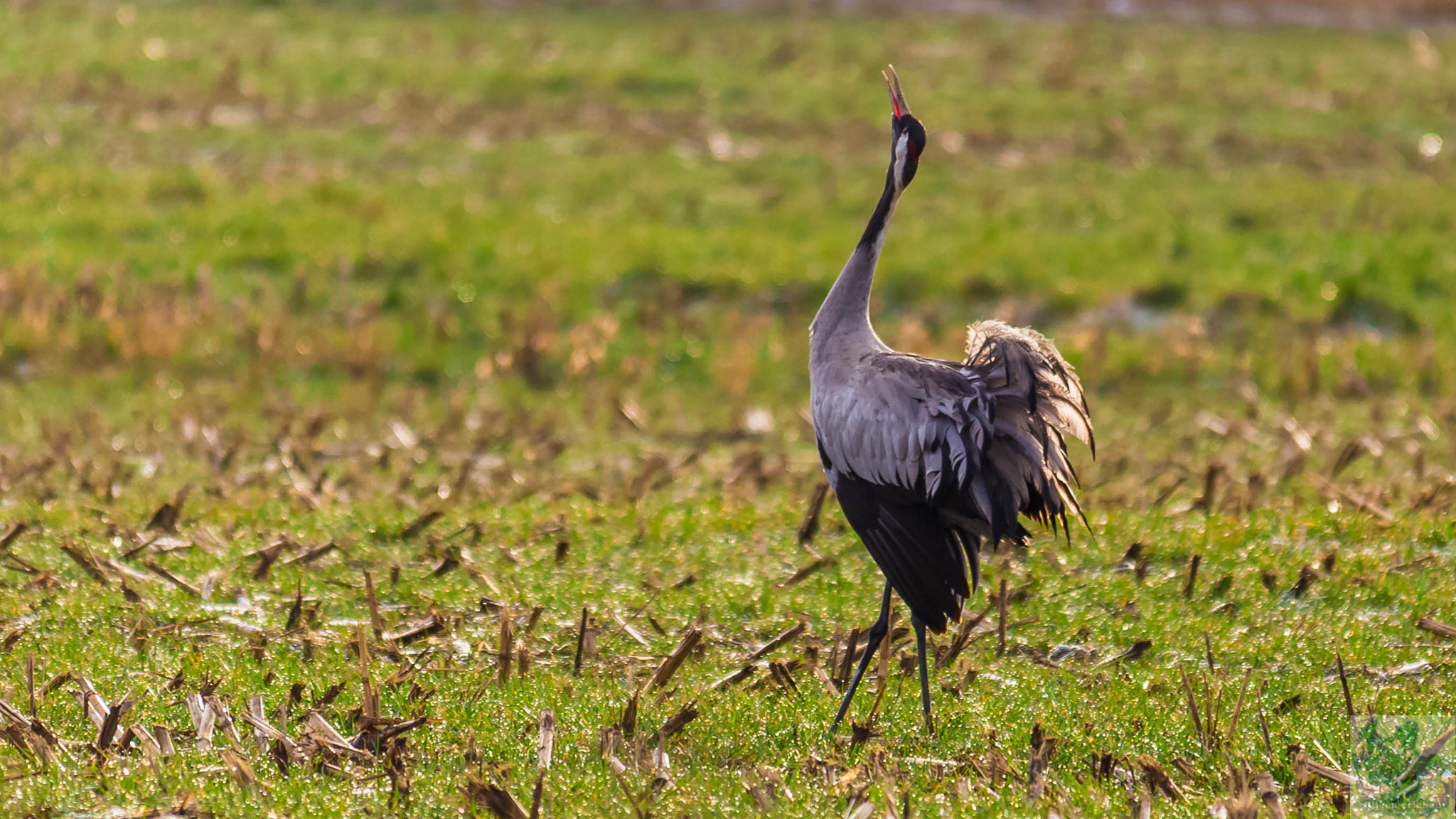 Canon EOS 6D + Sigma 150-500mm F5-6.3 DG OS HSM sample photo. Kranich trompeten photography