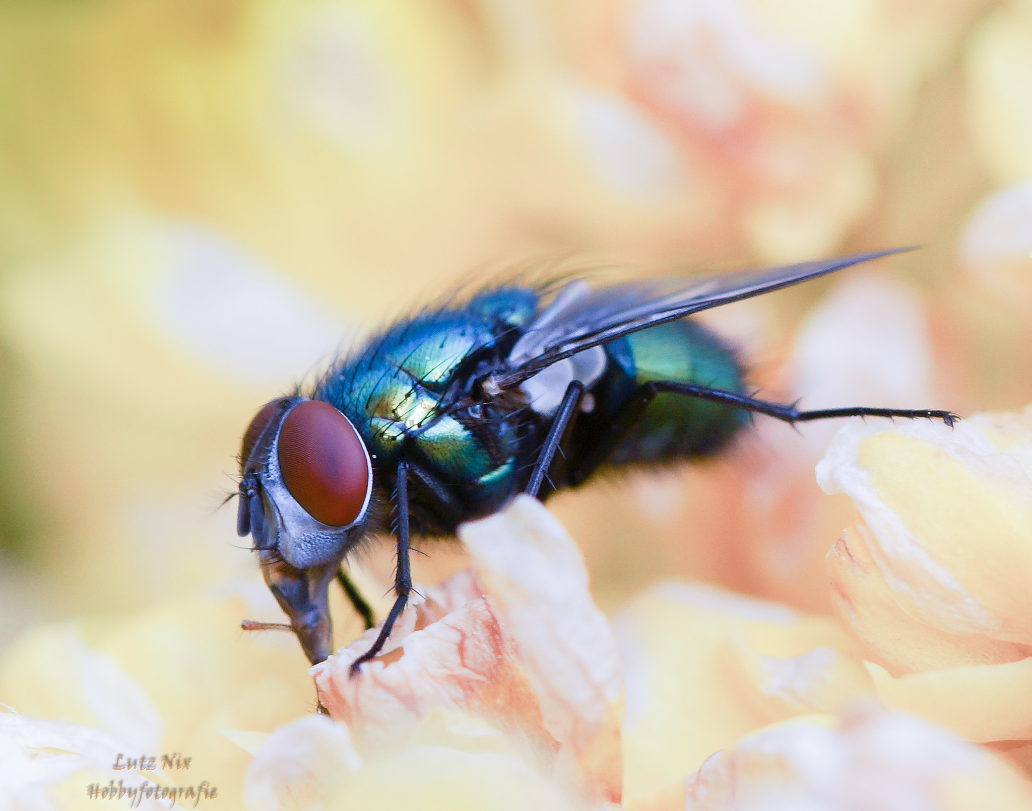 Sony SLT-A65 (SLT-A65V) + 90mm F2.8 Macro SSM sample photo. Hungry fly photography