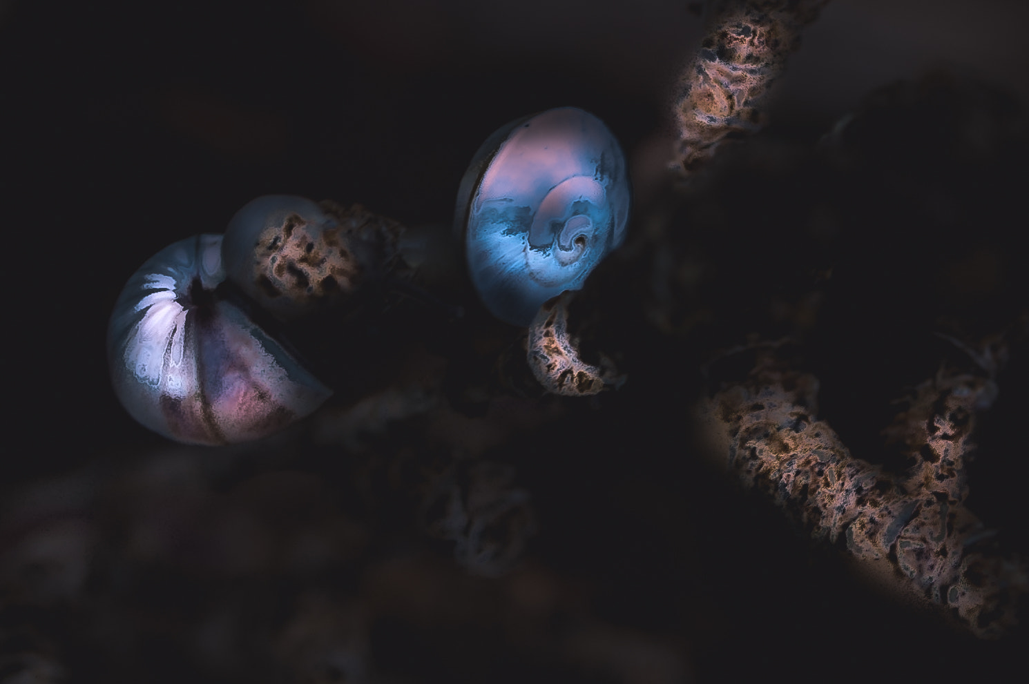Sigma 17-50mm F2.8 EX DC OS HSM sample photo. Fairy snail photography