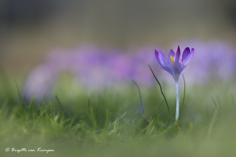 Canon EF 100mm F2.8 Macro USM sample photo. In front photography