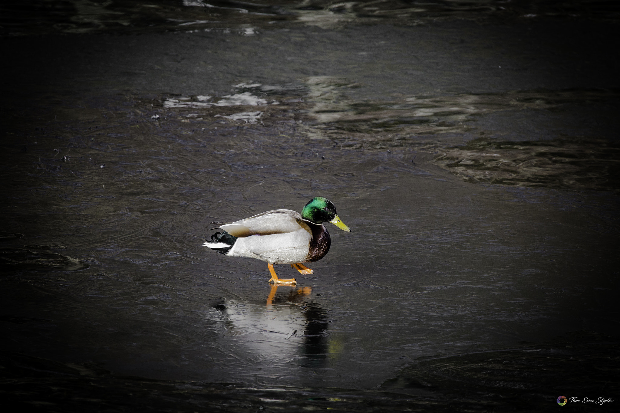 150-600mm F5-6.3 DG OS HSM | Sports 014 sample photo. Icewalking photography