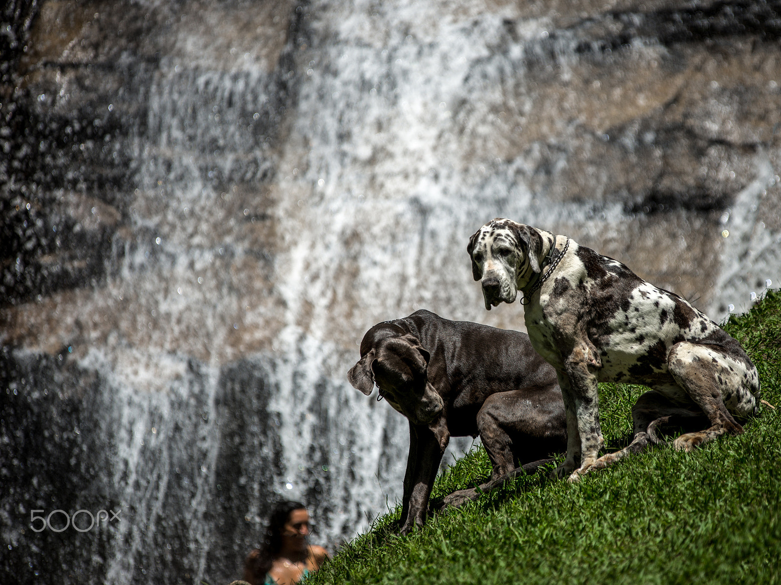 Nikon D610 + Sigma 70-200mm F2.8 EX DG OS HSM sample photo. Dog in waterfall photography