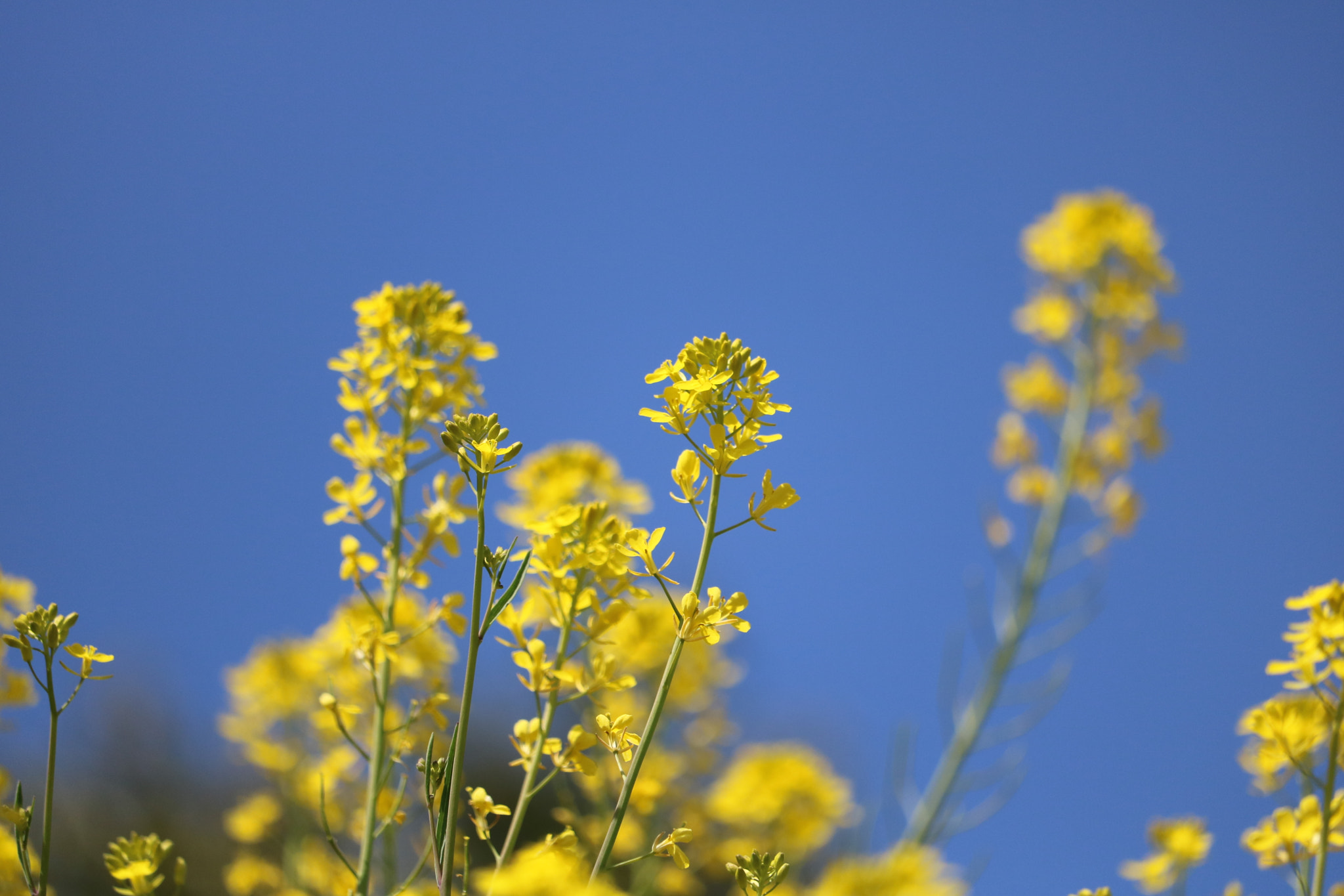 Canon EOS 750D (EOS Rebel T6i / EOS Kiss X8i) + Canon EF-S 55-250mm F4-5.6 IS STM sample photo. Flower photography