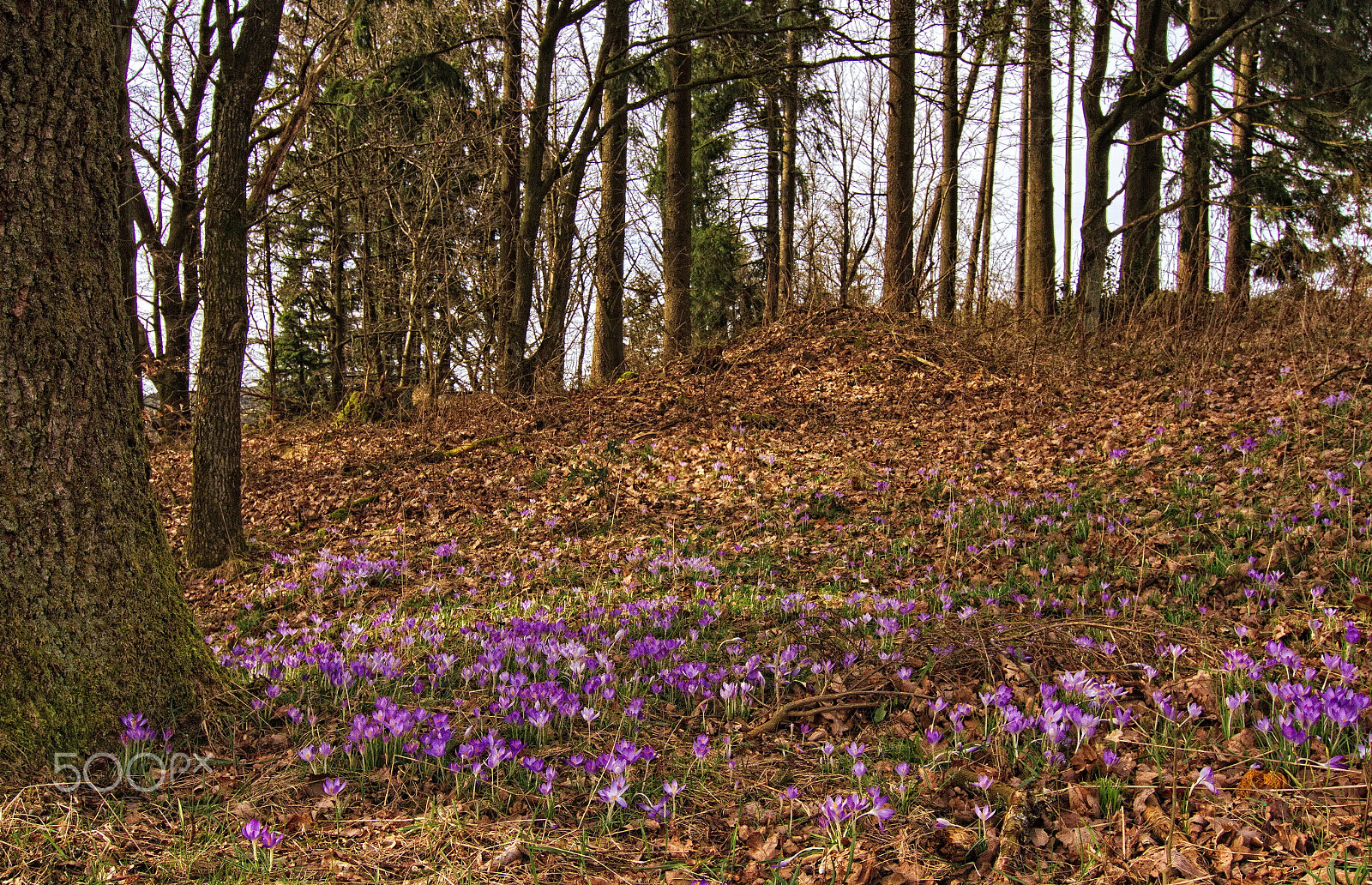 Tokina AT-X Pro 12-24mm F4 (IF) DX sample photo. Spring ist coming photography