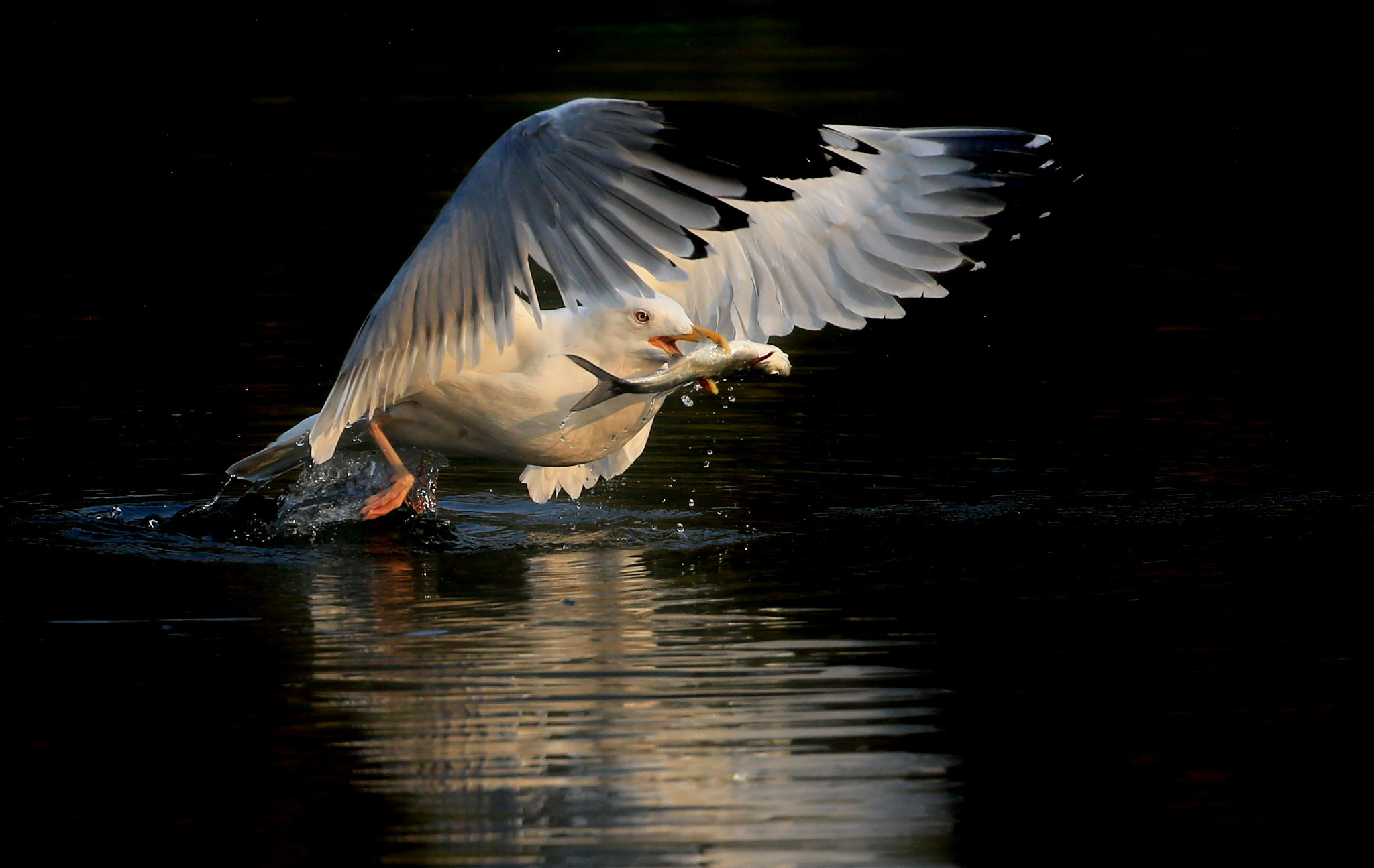 Canon EOS-1D X sample photo