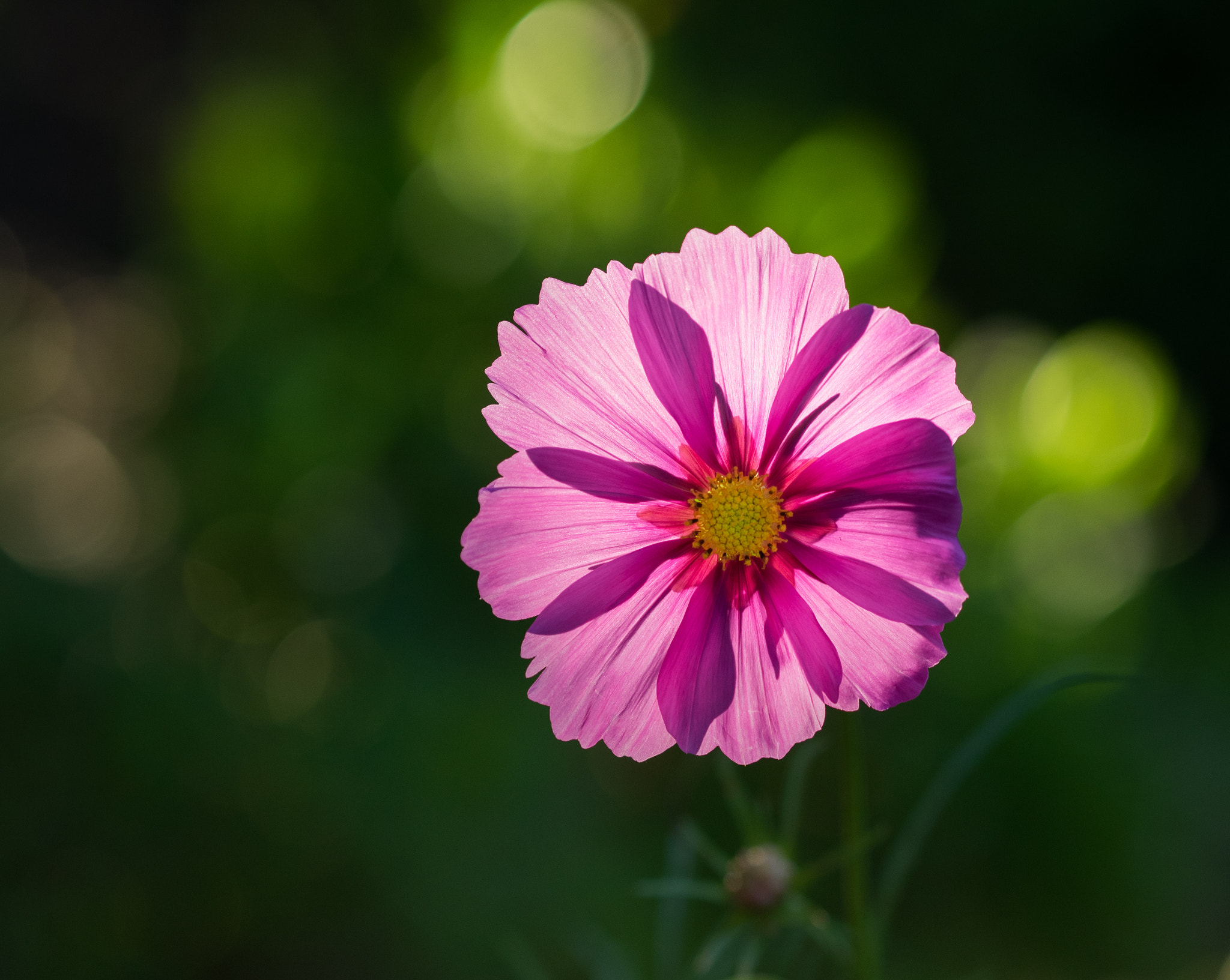 Olympus OM-D E-M1 + Olympus M.Zuiko Digital ED 75mm F1.8 sample photo. Cosmos photography