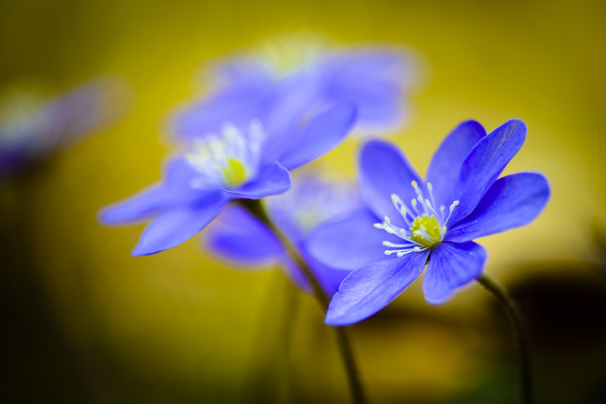 Nikon AF-S Micro-Nikkor 105mm F2.8G IF-ED VR sample photo. Reaching_for_the_light photography
